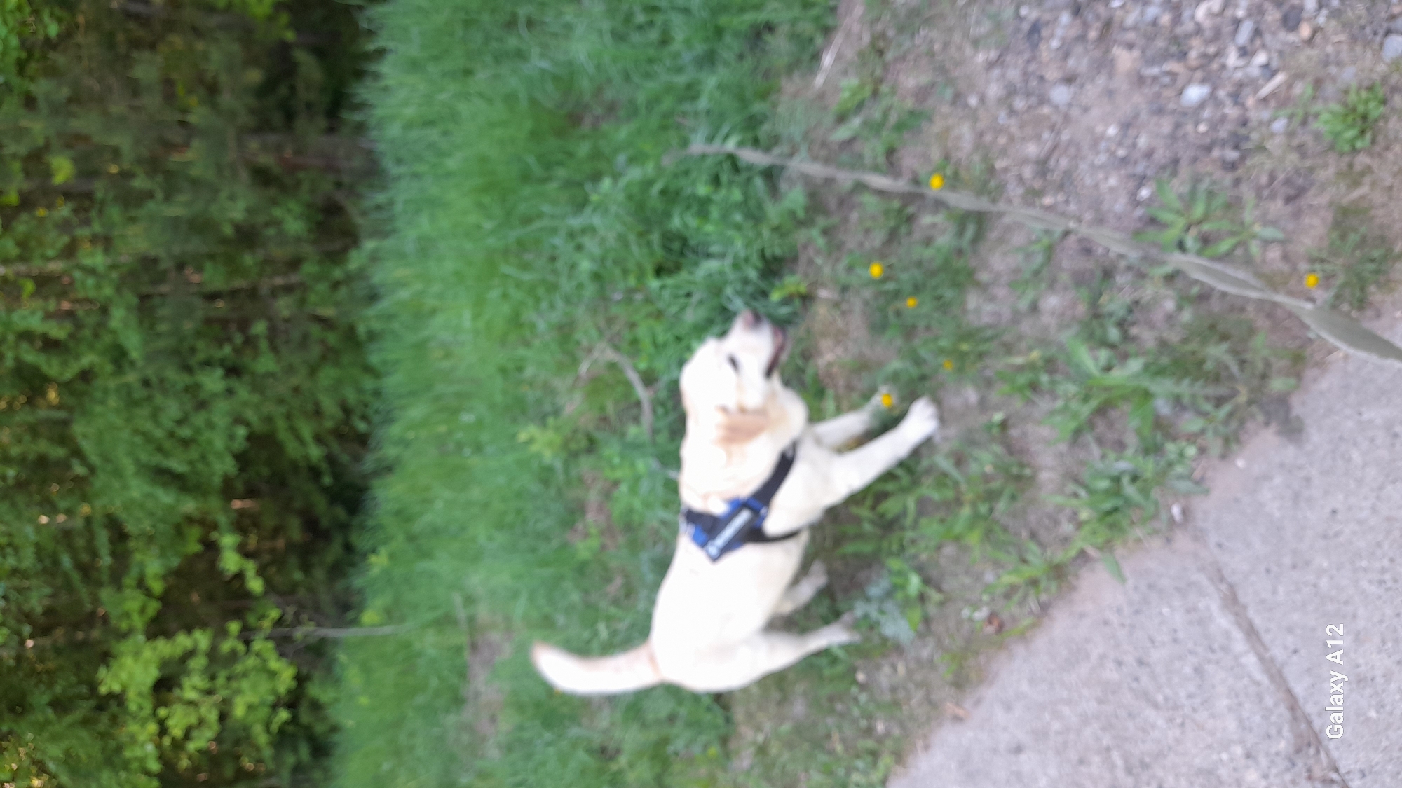 The image is a blurred, aerial-perspective shot of a yellow Labrador wearing a blue harness in a grassy area. The dog is lying down. There's a thin, wire-like object running diagonally across the frame, and several small yellow flowers are scattered around. Trees are present on the left side. A concrete sidewalk is visible on the right, partially cut off by the bottom of the frame. The image includes a "Galaxy A12" watermark in the bottom right corner. There is no indication the picture was taken in Markovsky, Russia.