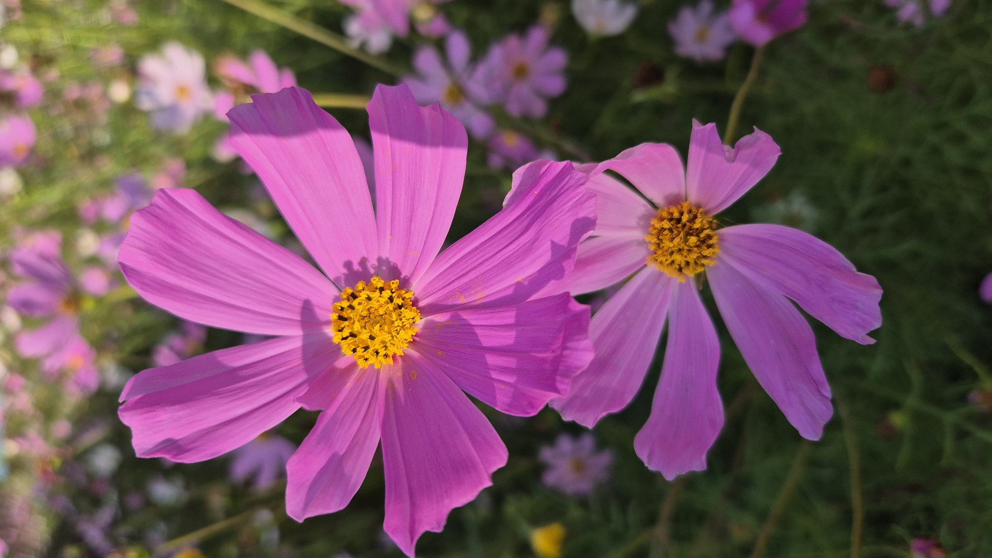 Two pink cosmos flowers are in the foreground, with their yellow centers clearly visible. They are part of a larger field of similar flowers, with some in focus and others blurred in the background. The leaves and stems of the plants are a deep green. The image is well-lit, suggesting it was taken on a sunny day. The background is a bokeh of pink and white flowers, creating a soft and dreamy effect. The image does not show any specific location in the city of Pomryaskino, Russia, nor does it contain any people or interactions.