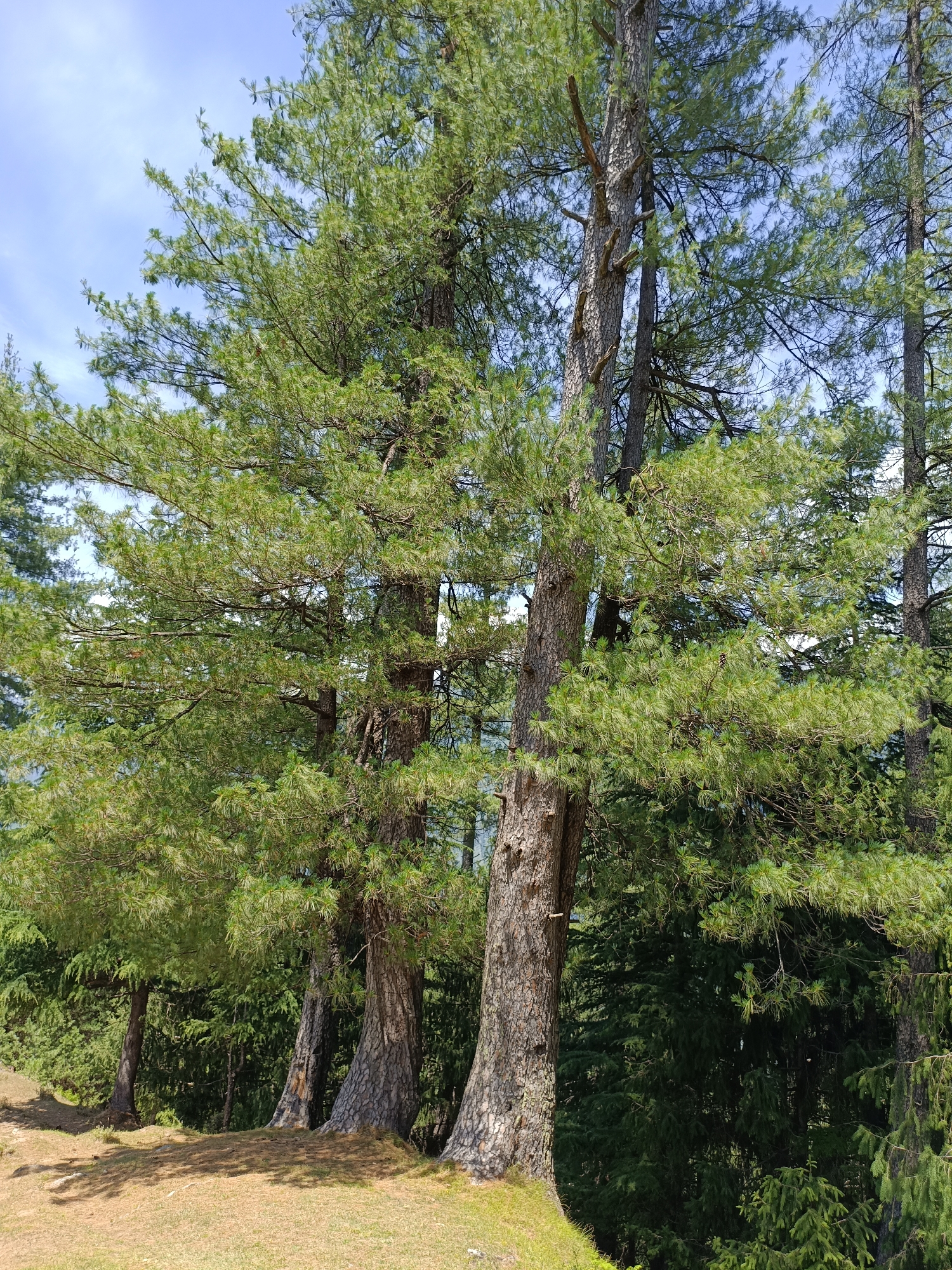 A vertical, full-shot photograph captures a grove of tall, mature pine trees against a bright blue sky with scattered clouds. The trees, with their rough, textured bark and dense green needles, occupy most of the frame. The foreground features a sun-dappled grassy slope littered with fallen pine needles. In the background, a dense forest of similar evergreen trees creates a dark green backdrop. The scene appears to be a natural outdoor environment. There are no people or animals visible. The lighting suggests it is daytime, likely late morning or early afternoon, with the sun casting shadows on the ground. The image is sharp and clear, providing a detailed view of the forest's textures and colors.
