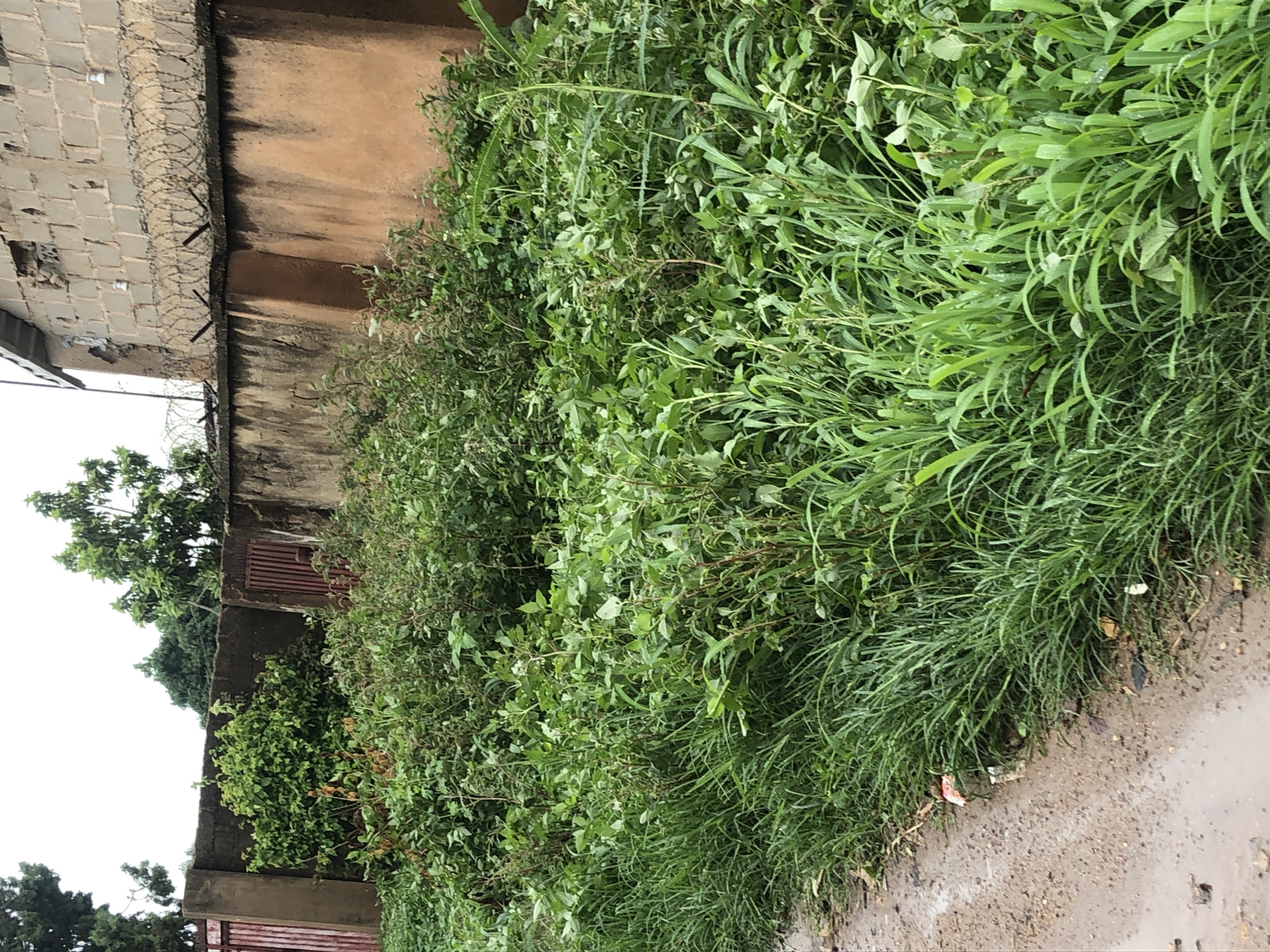 A ground-level, medium shot captures an overgrown, unkempt area bordering a wet, muddy path. Lush green grass and a dense collection of various plants, some with small white flowers and red stems, dominate the foreground. The vegetation reaches up to a rough, tan-colored concrete wall that extends across the middle ground. The wall is topped with a barbed wire fence, suggesting a security perimeter. To the left of the wall, a weathered, red metal gate is visible, partially obscured by the foliage. Further to the left, a portion of a larger red gate or door is also visible. Beyond the wall, a brick building with a damaged facade and a section of a white roof are present. The sky is overcast. The scene depicts an outdoor environment that appears neglected and potentially in a developing or informal urban area.