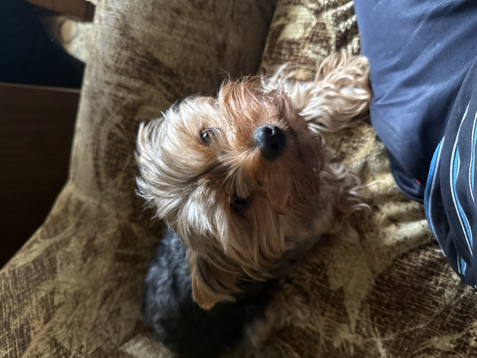A small, brown and black Yorkshire Terrier dog is lying on a patterned brown sofa. The dog is looking up at the camera with its head tilted slightly. Its fur is fluffy, and its ears are perked up. The sofa has a textured, abstract pattern in shades of brown and beige. In the foreground, a person's dark blue garment is visible, with a striped detail along the bottom edge. The lighting suggests an indoor setting, possibly a home in Rudamina, Lithuania.