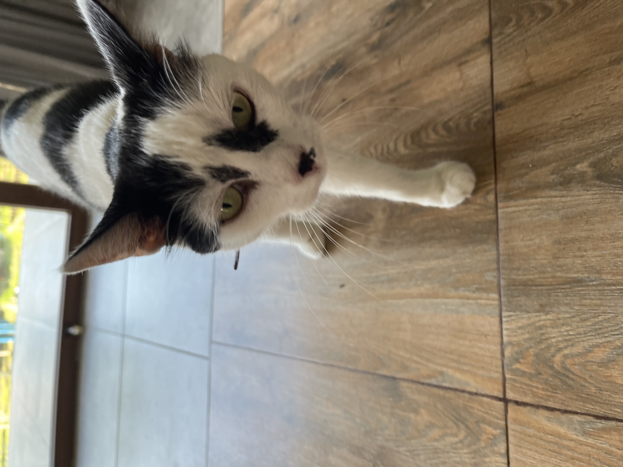 A black and white cat with green eyes is walking on a wooden floor. The cat is facing the camera and appears to be in motion. The background shows a tiled floor and a window with a view of greenery and a structure with blue poles. The scene appears to be indoors, possibly in a residential area or a public space.