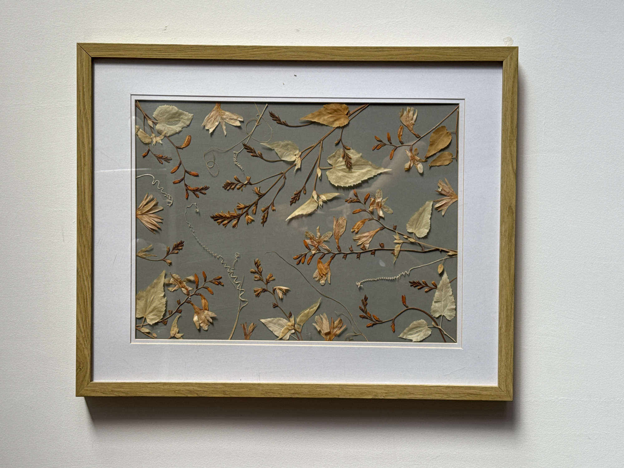 A framed botanical art piece is displayed on a white textured wall. The frame is made of light-colored wood, and it surrounds a mat board with a white interior border. The art itself is a collection of pressed dried flowers and leaves arranged against a gray background. The botanical elements include various shades of brown, beige, and pale yellow, with some pieces exhibiting delicate, feathery textures. The arrangement appears to be a collection of slender stems, leaves of different shapes and sizes, and small floral elements. The scene depicts an interior setting with the artwork as the primary subject. The location within Dali City, China, is not discernible from the visual information provided.