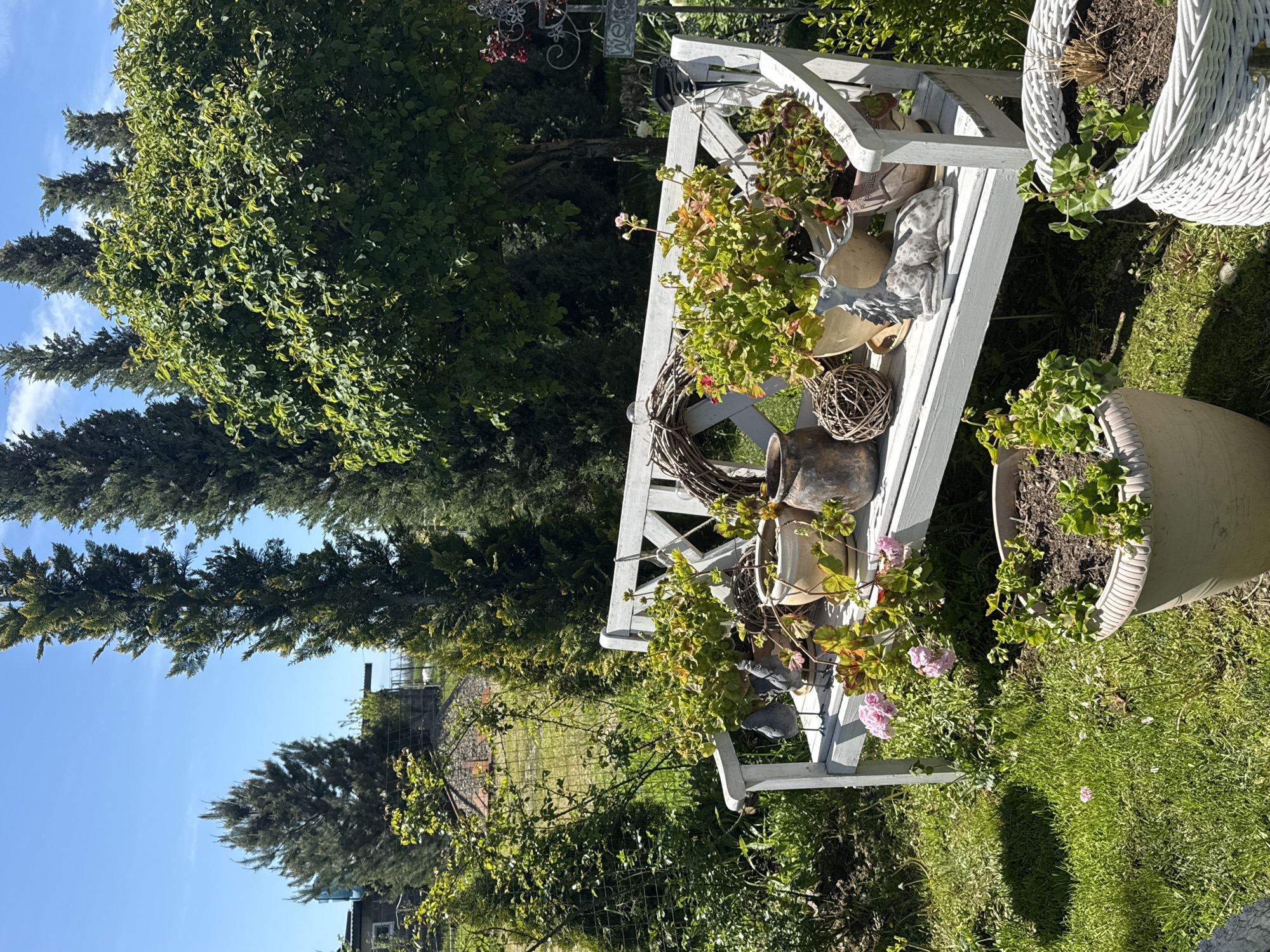 This outdoor image depicts a serene and lush garden scene, likely captured on a sunny day in Pervorechenskoye, Russia. The focal point is a white wooden garden bench, situated amidst vibrant greenery.
The bench is richly decorated with various potted plants and garden ornaments. Several planters on and around the bench contain green foliage, with some displaying delicate pink geranium blossoms. Notable decorative items include a rustic wicker wreath, a silver-toned deer statue, a woven spherical ornament, and a pair of aged, possibly ceramic or metal, pitchers or vases. To the right of the bench, a white wicker basket holds another potted plant, while a large beige, fluted pot rests on the bright green grass.
The background is dominated by dense vegetation. Tall, dark green coniferous trees stand prominently against a clear blue sky with a few wispy white clouds. In front of these, lighter green deciduous trees and shrubs add depth to the scene. A fence is partially visible through the foliage, and faint outlines of distant buildings can be discerned. The foreground is covered in well-maintained green grass.
The bright sunlight suggests it is daytime, casting clear shadows and illuminating the textures of the plants and decorations. The overall atmosphere is peaceful and inviting, indicative of a well-cared-for outdoor space. A small, partially obscured sign bearing the word "WELCOME" can be seen hanging in the background, adding to the hospitable feel of the garden.