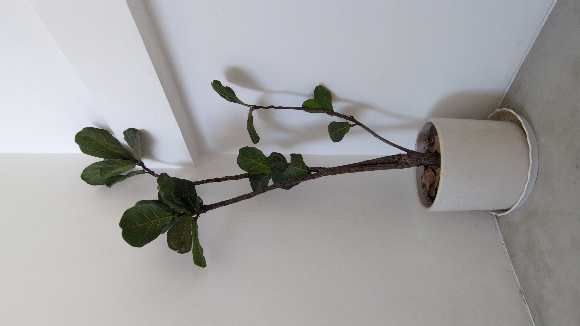 A potted fiddle-leaf fig plant is situated in the corner of a room, likely indoors. The plant is in a cylindrical white pot with a saucer underneath. The walls are white, and the floor appears to be a light gray concrete. The location in the city of Phan Rang – Tháp Chàm, Vietnam is not discernible from the image alone.