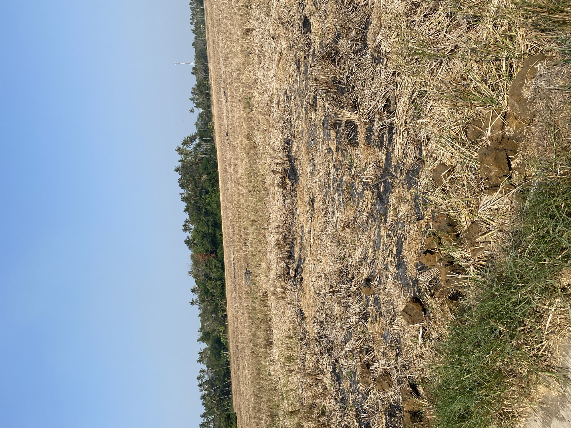 A wide-angle, eye-level shot captures a dry, harvested rice field in Karawang, Indonesia. The field is predominantly covered in straw and stubble, indicating it's post-harvest. Scattered clumps of dark soil are visible throughout the field, with a patch of green grass growing along the lower left edge. In the background, a dense line of trees, including palm trees, forms a natural border. A white and red telecommunications tower stands tall behind the trees on the right side of the frame. The sky is a clear, bright blue. The overall scene suggests a rural agricultural landscape under a sunny day.