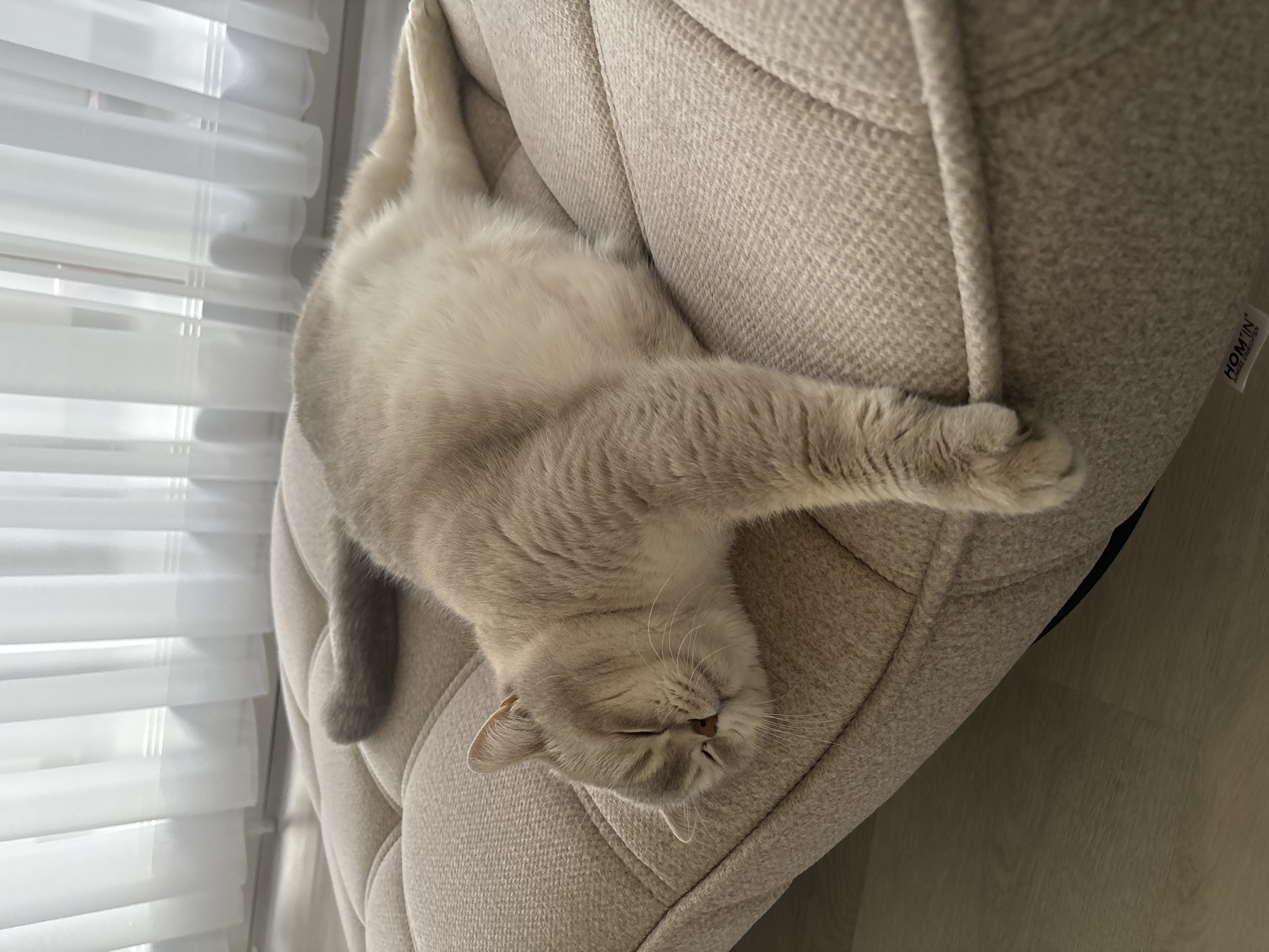 A light-colored cat with grey markings sleeps peacefully on a beige tufted cushion. The cat is positioned with its body stretched out, head resting to the side with eyes closed, and one paw dangling over the edge of the cushion. The background shows a window with sheer white curtains. The overall scene appears to be indoors, possibly in a living room or bedroom, with a wooden floor visible in the lower left corner. A small label with the text "HOMIN" is visible on the edge of the cushion.