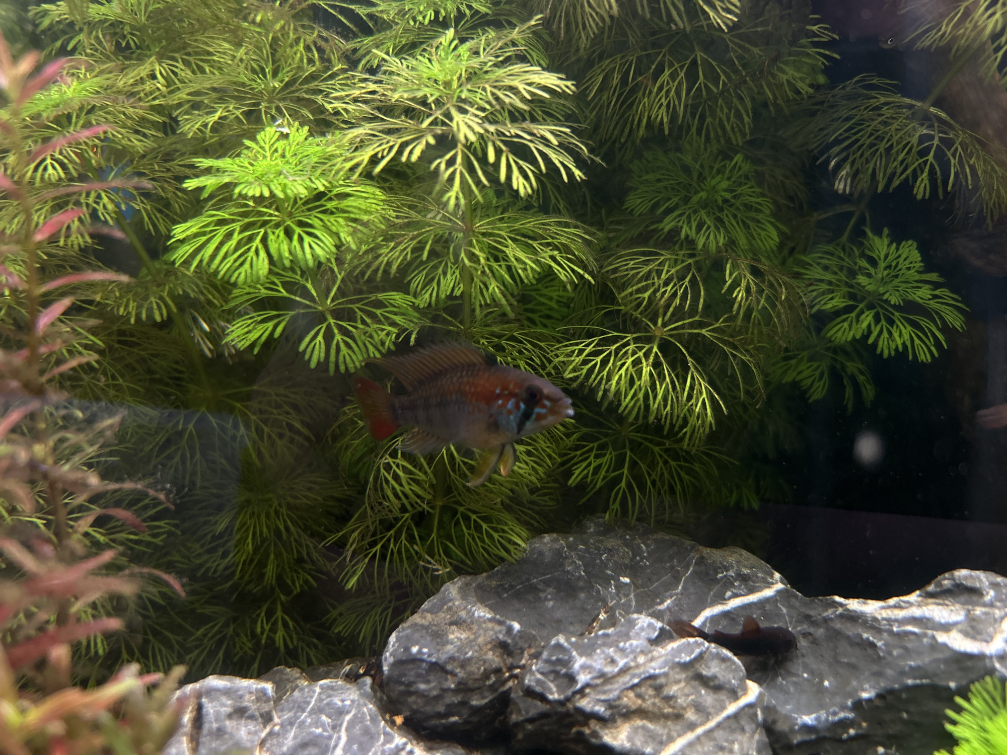 The image shows a freshwater aquarium. A brown fish with red and blue markings is centered, swimming near the bottom of the tank. The fish appears to be an Apistogramma species. The tank is heavily planted with lush green aquatic plants, mostly fanwort (Cabomba). Dark grey rocks are arranged on the substrate in the lower part of the image. Another fish, dark in color, is seen partially hidden near the rocks on the bottom right. The setting is not identifiable as being in Plovdiv, Bulgaria.