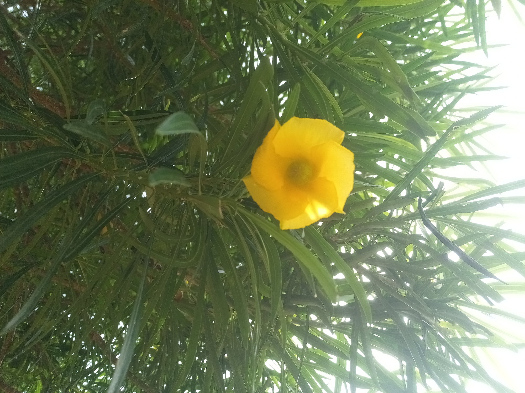 The image shows a close-up view of a single yellow flower with a light yellow center, surrounded by abundant, long, green leaves. The leaves are slender and taper to a point, creating a dense foliage effect. The background is a bright, overcast sky, suggesting an outdoor setting. The lighting indicates it is daytime, with diffused light filtering through the leaves. The specific location in Rafin Par, Nigeria, cannot be determined from the visual information in the image alone.