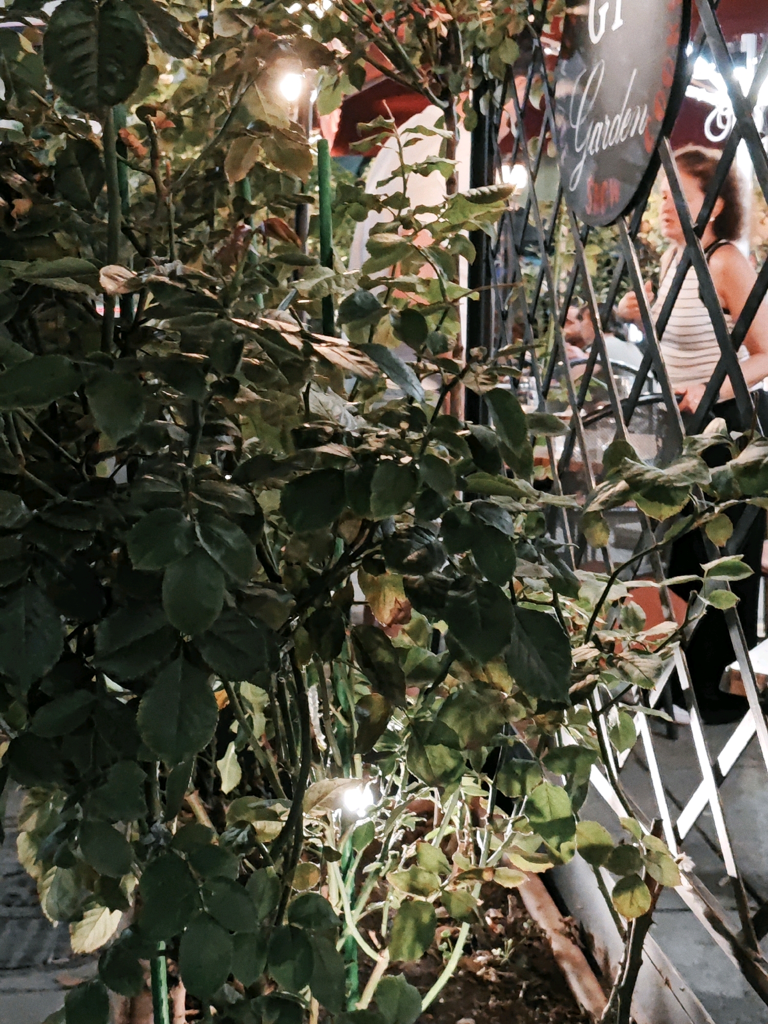 In a city of Unknown, Unknown, a close-up shot focuses on lush green foliage from a rose bush in the foreground. Behind the leaves, a black metal trellis structure is visible, partially obscured by the plants. Through the trellis, a woman wearing a striped tank top is seen seated at a table. She is looking to her right and appears to be engaged in a conversation. A round sign with the words "GT Garden" in script font is affixed to the trellis, with some red floral accents. The lighting suggests it may be evening, with some artificial lights casting a glow.