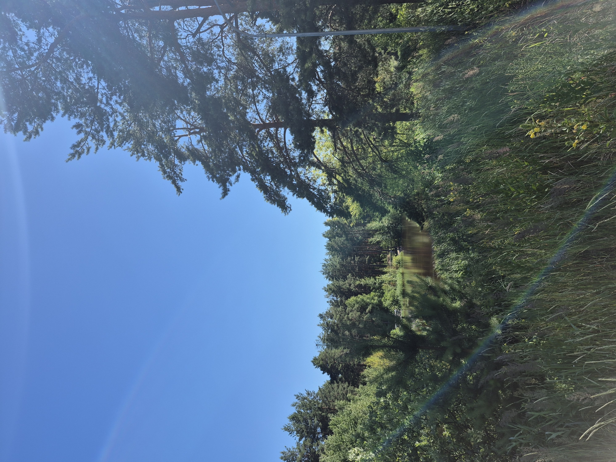 The image shows a sunlit scene of a tree-lined body of water, likely a river or canal, in Dzerzhinsk, Russia. The sky is a clear, bright blue, suggesting a sunny day. Tall pine trees with lush green foliage dominate the left side of the frame, their branches reaching out towards the water. The water itself reflects the trees and the sky, creating a mirror-like effect. The right side of the image is filled with dense, tall grass and other vegetation, interspersed with small yellow flowers. A faint rainbow or lens flare streaks across the grassy area, adding a touch of color and light to the scene. The overall impression is one of a peaceful, natural landscape bathed in sunlight. There are no people or visible text in the image. The time of day appears to be daytime, with the sun casting long shadows from the trees. The weather is clear and sunny.