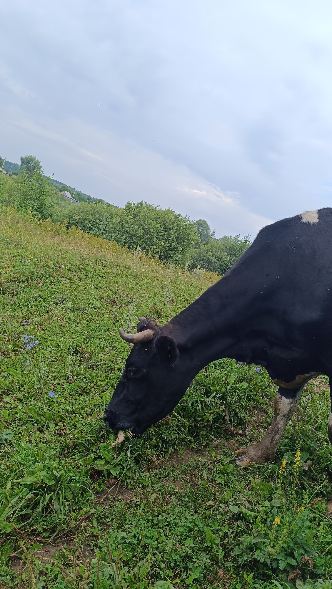 A black and white cow is grazing in a grassy field under a cloudy sky. The cow is in the foreground, with its head down, eating grass. The field is green and lush, with some yellow wildflowers scattered throughout. In the background, there are trees and a few distant buildings. The scene appears to be a rural landscape, possibly in the city of Karsha, Russia.