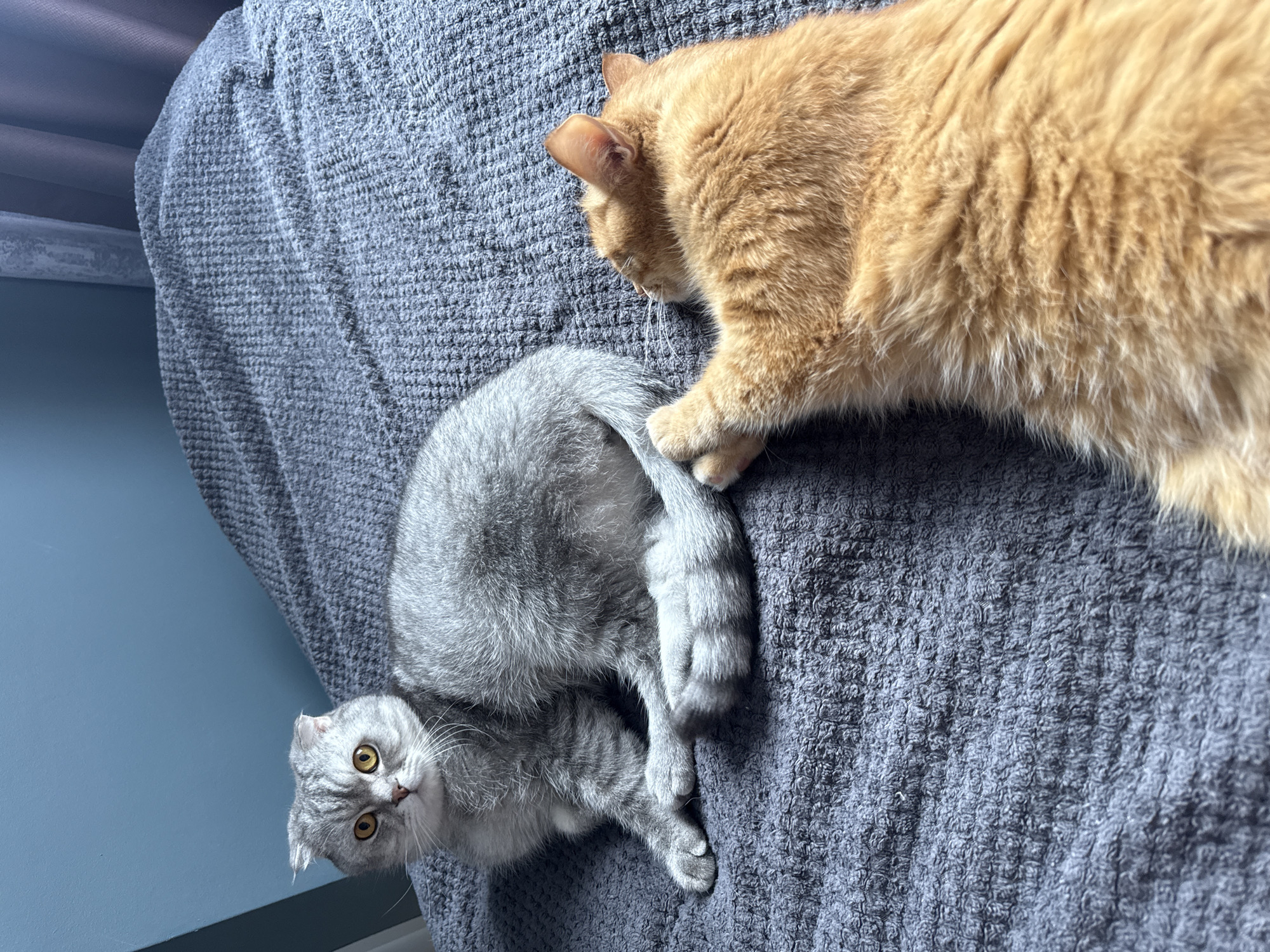 The image features two domestic cats interacting playfully on a dark gray, textured blanket. An orange (ginger) cat occupies the upper right portion, its head lowered towards the lower cat, seemingly engaged with or gently touching the tail of the other cat with its paw. This orange cat's fur appears soft and well-groomed, with subtle variations in color.
The second cat, a gray tabby, likely a Scottish Fold due to its distinctive folded ears and round face, is positioned below the orange cat. It lies on its back or side, with its body twisted to look directly at the viewer. Its large, bright yellow eyes are wide open, conveying a look of curiosity, surprise, or playful engagement. The gray cat's fur shows a clear tabby pattern, and its tail is visible, curled around its body.
The setting appears to be indoors, likely a home, with a plain blue-gray wall visible in the background to the left. Hints of a window or blinds can be seen in the top left, suggesting natural light entering the room. The bright illumination on the cats' fur and the blanket texture indicates it is daytime. The overall mood is lighthearted and playful, capturing a candid moment between the two felines. There is no visible text in the image.