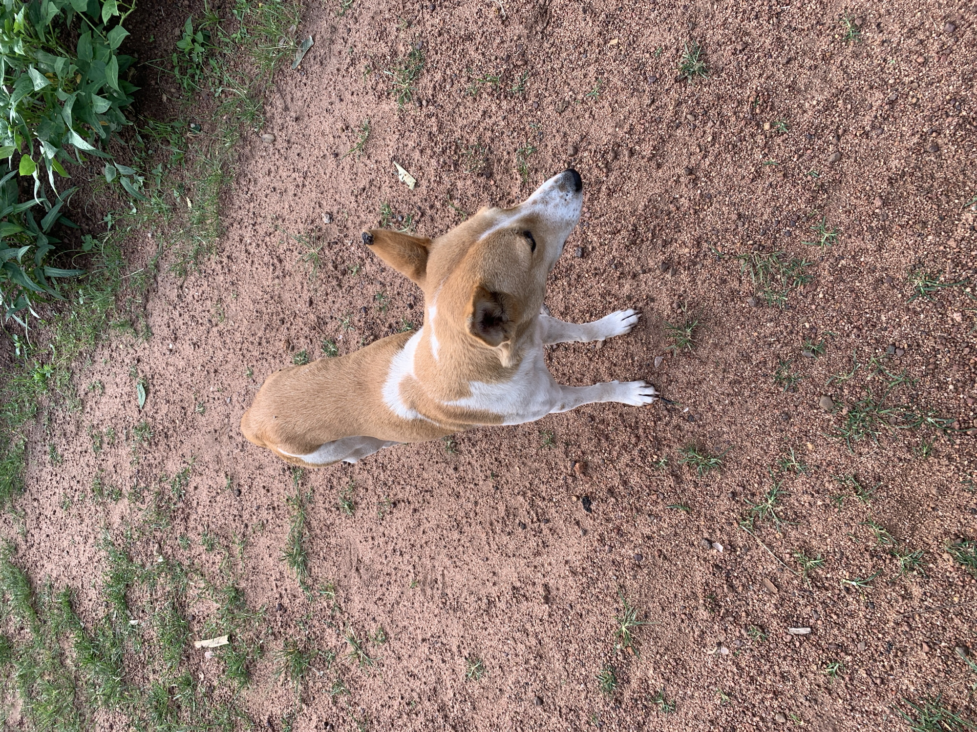 A medium-sized dog with tan and white markings stands on a dirt and gravel path. The dog is looking to its right, with its ears perked. The ground is a mix of reddish-brown dirt and small stones, with patches of sparse green grass. In the upper right corner of the image, some leafy green plants are visible, suggesting a vegetated area nearby. The scene appears to be outdoors, possibly in a yard or a less-trafficked area.
