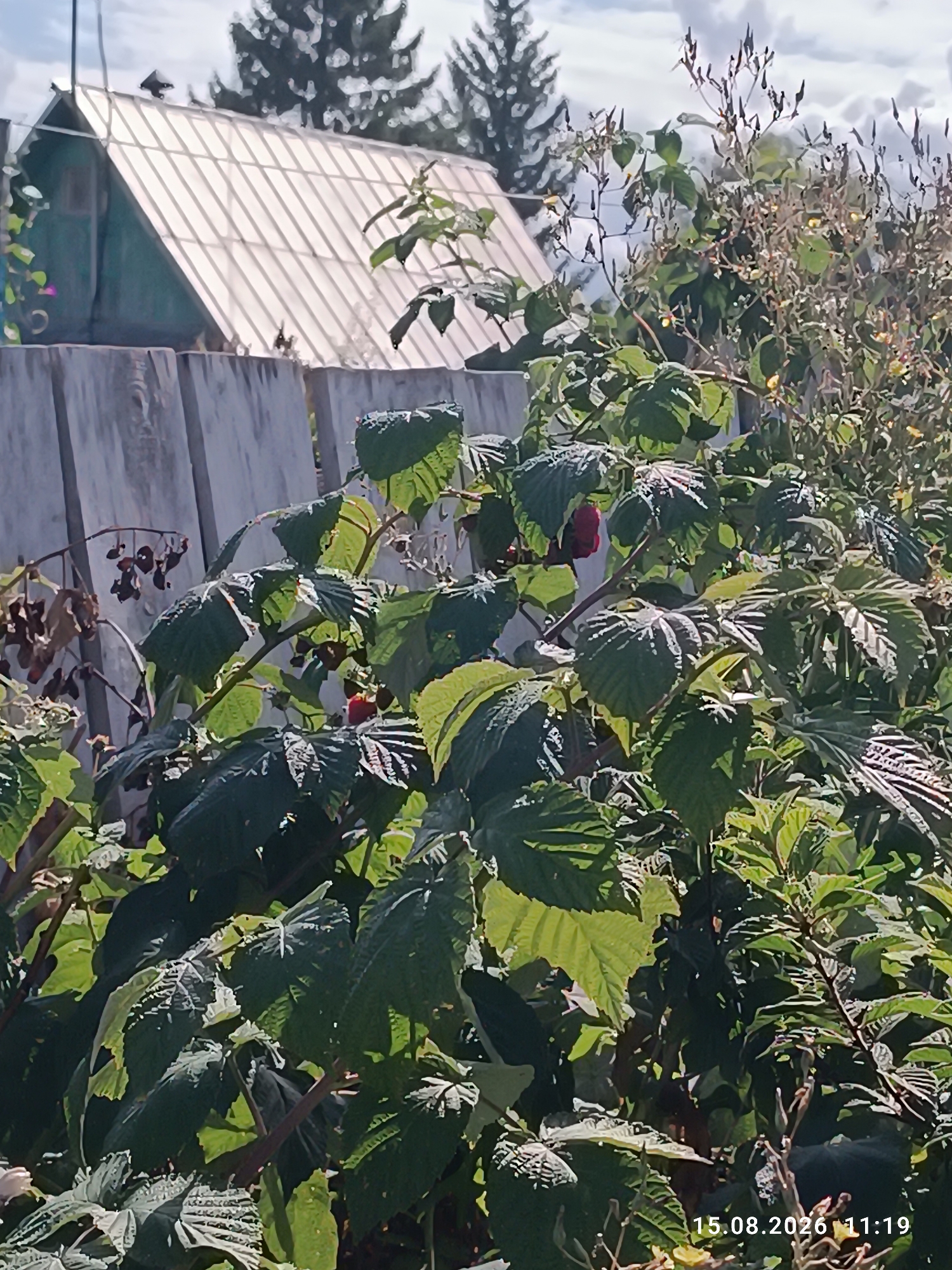 A low-angle, medium shot captures a rustic scene in the city of Sterlitamak, Russia, on August 15, 2026, at 11:19 AM. In the foreground, lush green raspberry bushes dominate the frame, with visible leaves, branches, and several ripe red raspberries. A wooden fence, weathered and gray, stretches across the midground, partially obscured by the foliage. Behind the fence, a small, greenish-blue structure with a transparent, ribbed roof, likely a greenhouse, is visible. The background features a cloudy sky and the dark silhouettes of evergreen trees, typical of the region. The overall impression is one of a tranquil, sunlit garden.