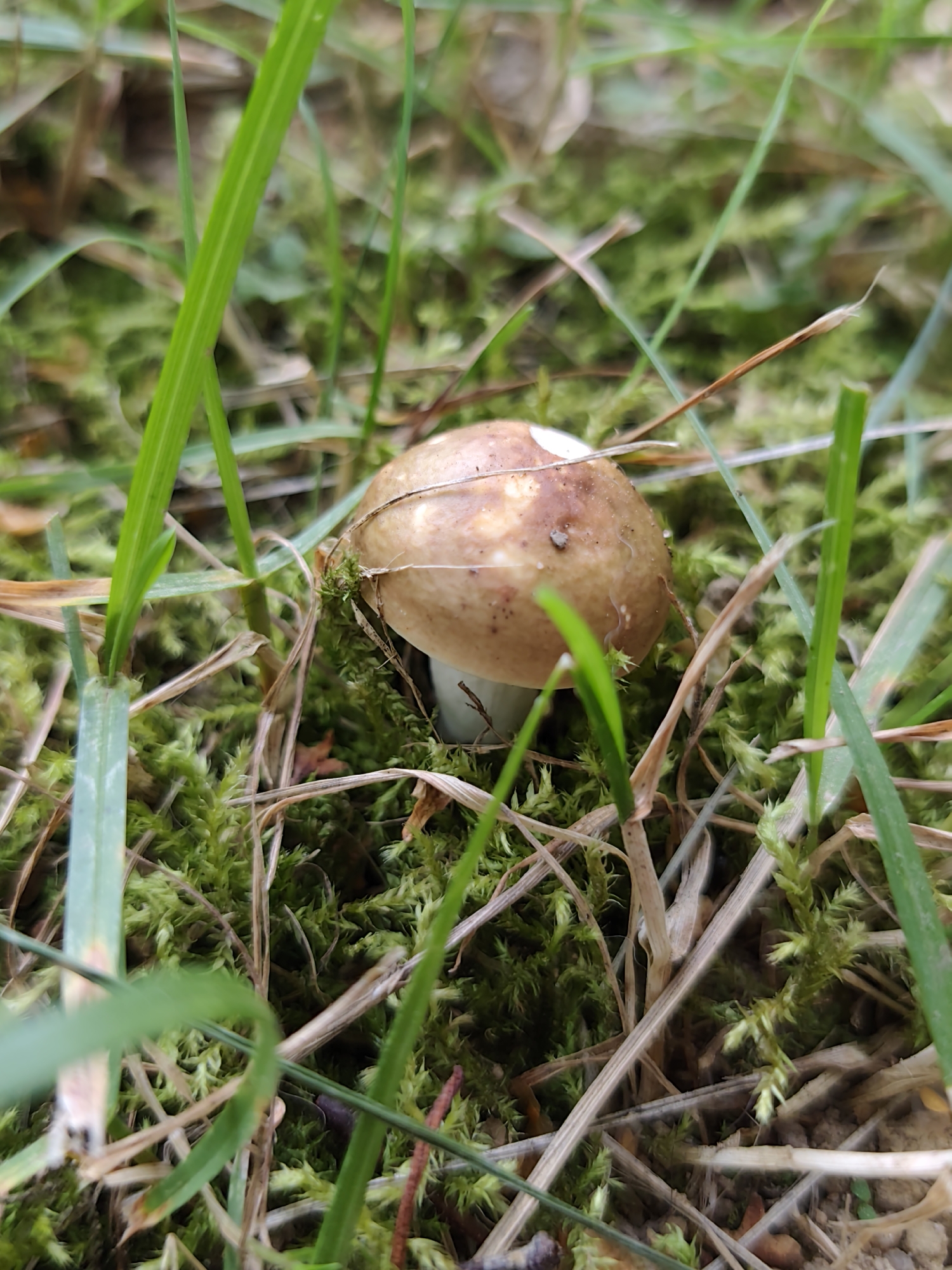 A small, light brown mushroom with a white spot on its cap is growing in lush green moss and dry grass. The mushroom is partially obscured by blades of green grass and stalks of dry vegetation. The background is out of focus, showing more moss and grass. The image appears to be taken outdoors in a natural setting, possibly a forest floor or a grassy area. The location is specified as Бараўлянскі сельскі Савет, Belarus.
