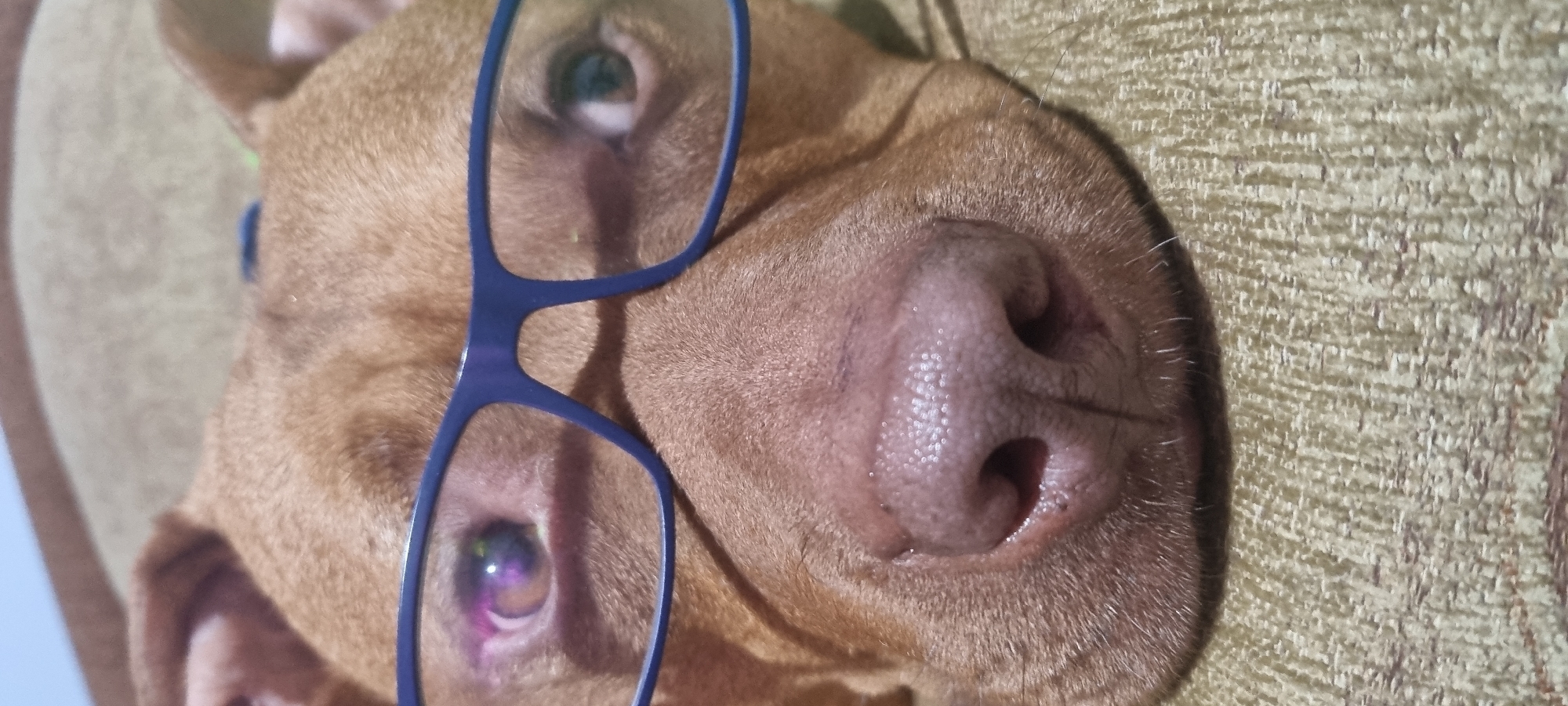 An eye-level, close-up shot depicts a light brown short-haired dog with blue plastic-framed glasses resting askew on its face. The dog is lying on a textured beige surface, possibly a couch. The dog's nose is prominently featured, slightly wet and speckled. The dog's eyes are partially visible through the lenses of the glasses. The location of the photo is not indicated in the image, so Sofia, Bulgaria cannot be confirmed.