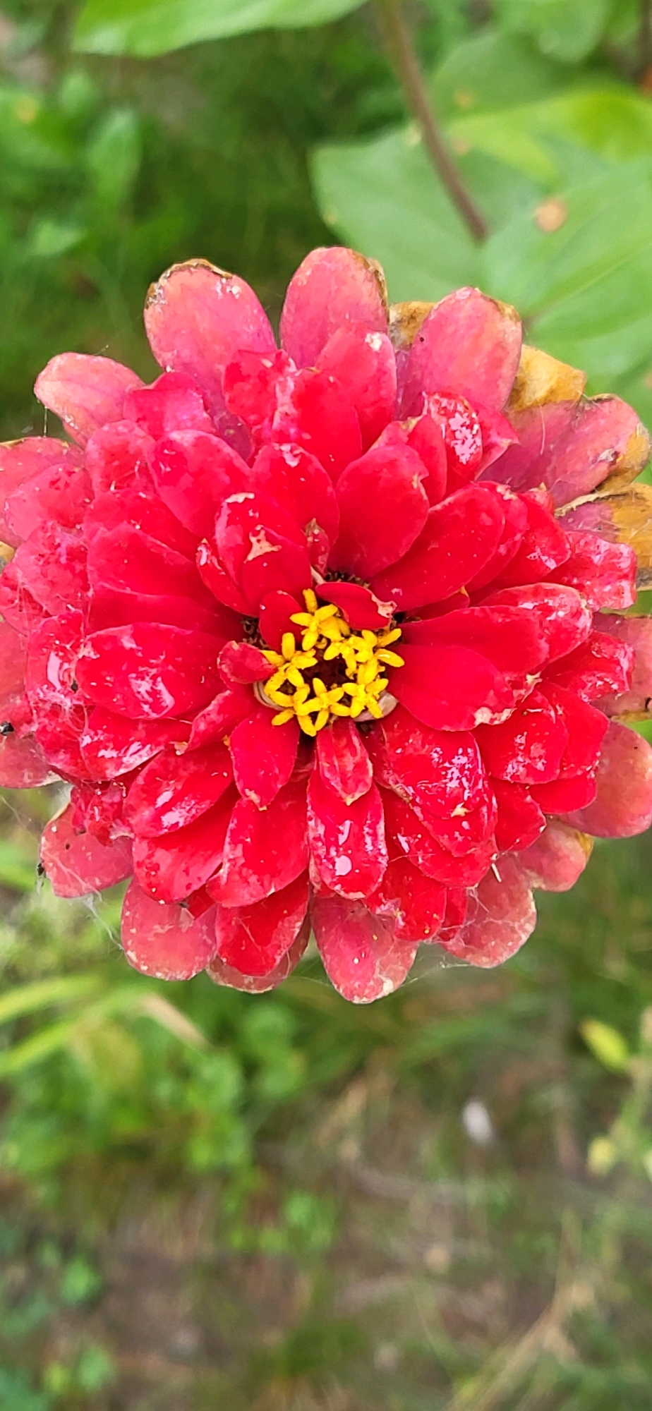 A close-up, vertical shot captures a vibrant red zinnia flower in full bloom. The flower's petals are wet, possibly from dew or rain, and some of the outer petals show signs of wilting and browning. The center of the flower features bright yellow stamen. The background is a soft-focus blur of green foliage and brown earth, suggesting an outdoor setting. The image was taken in Oskemen, Kazakhstan.