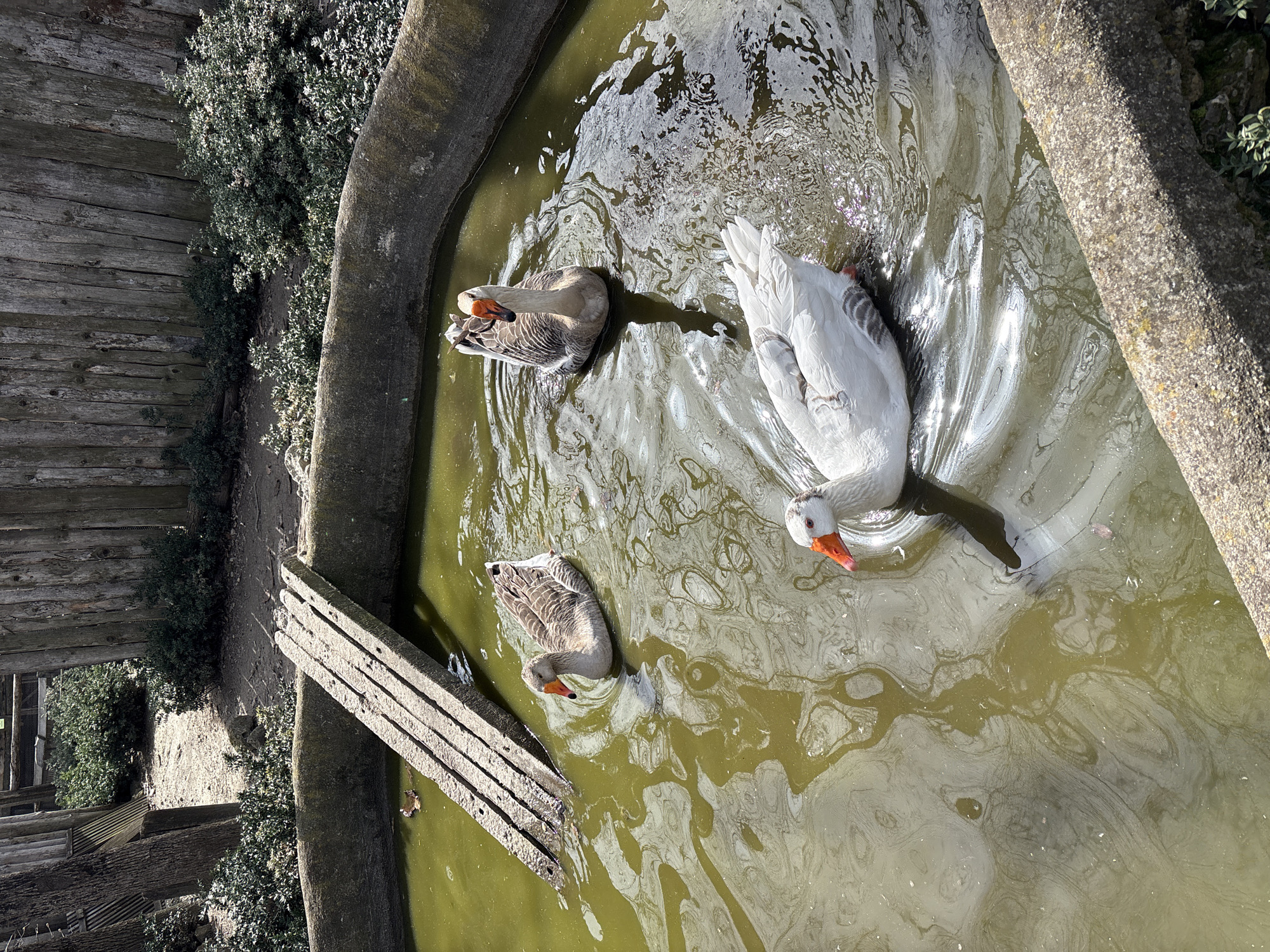 The image shows a circular concrete water trough containing murky water with three geese swimming in it. Two geese are brown and grey, while one is white with an orange beak. The trough is located outdoors, surrounded by vegetation and a wooden structure. The location is Goritsa, Bulgaria.