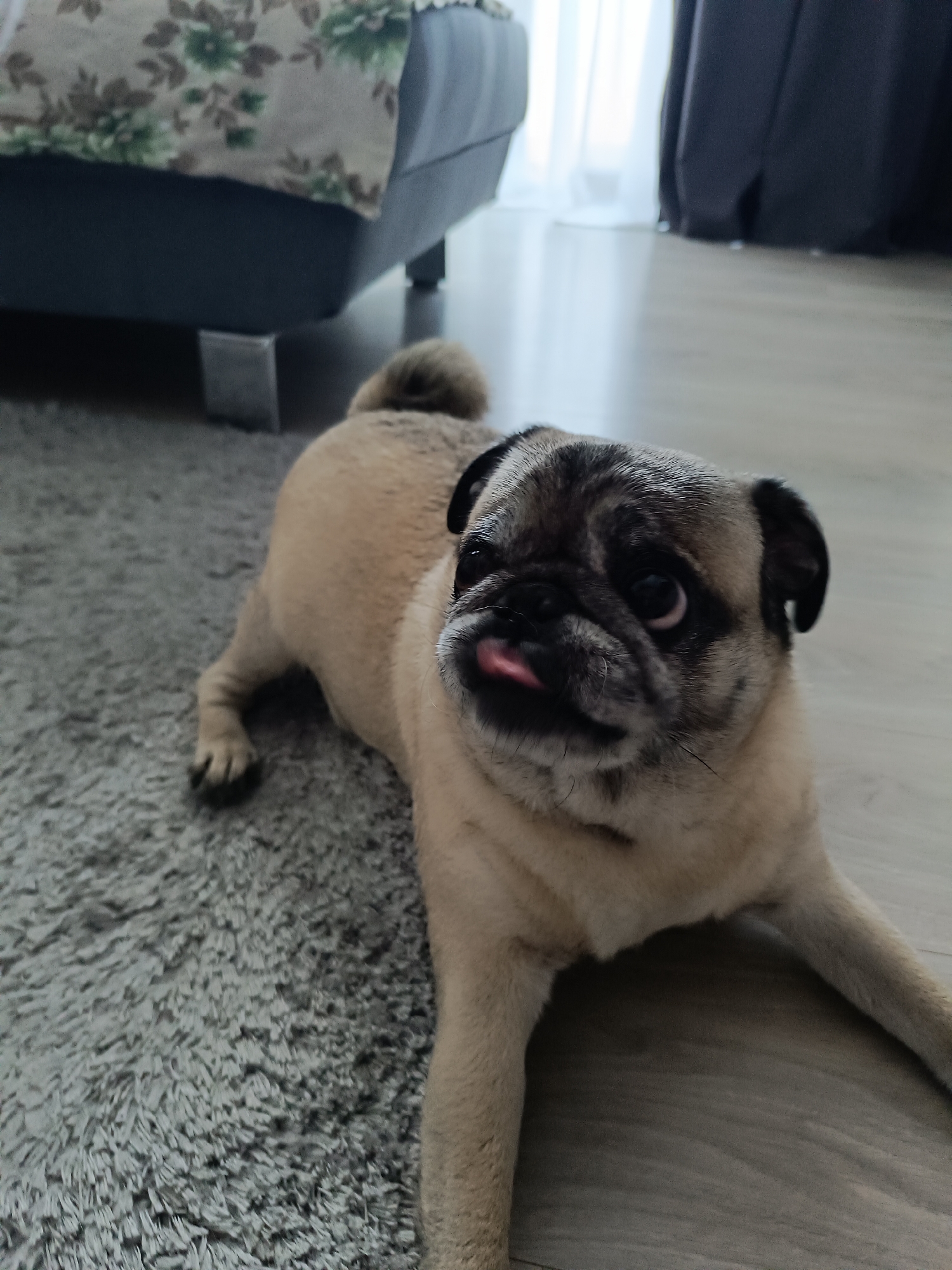 A fawn-colored pug dog is lying down on a gray shag rug next to a light wooden floor. The pug is facing the camera with its tongue sticking out slightly. In the background, a portion of a bed with a floral patterned duvet is visible, along with dark gray curtains and a sheer white curtain. The scene appears to be indoors, possibly in a residential setting in Târgu Jiu, Romania.