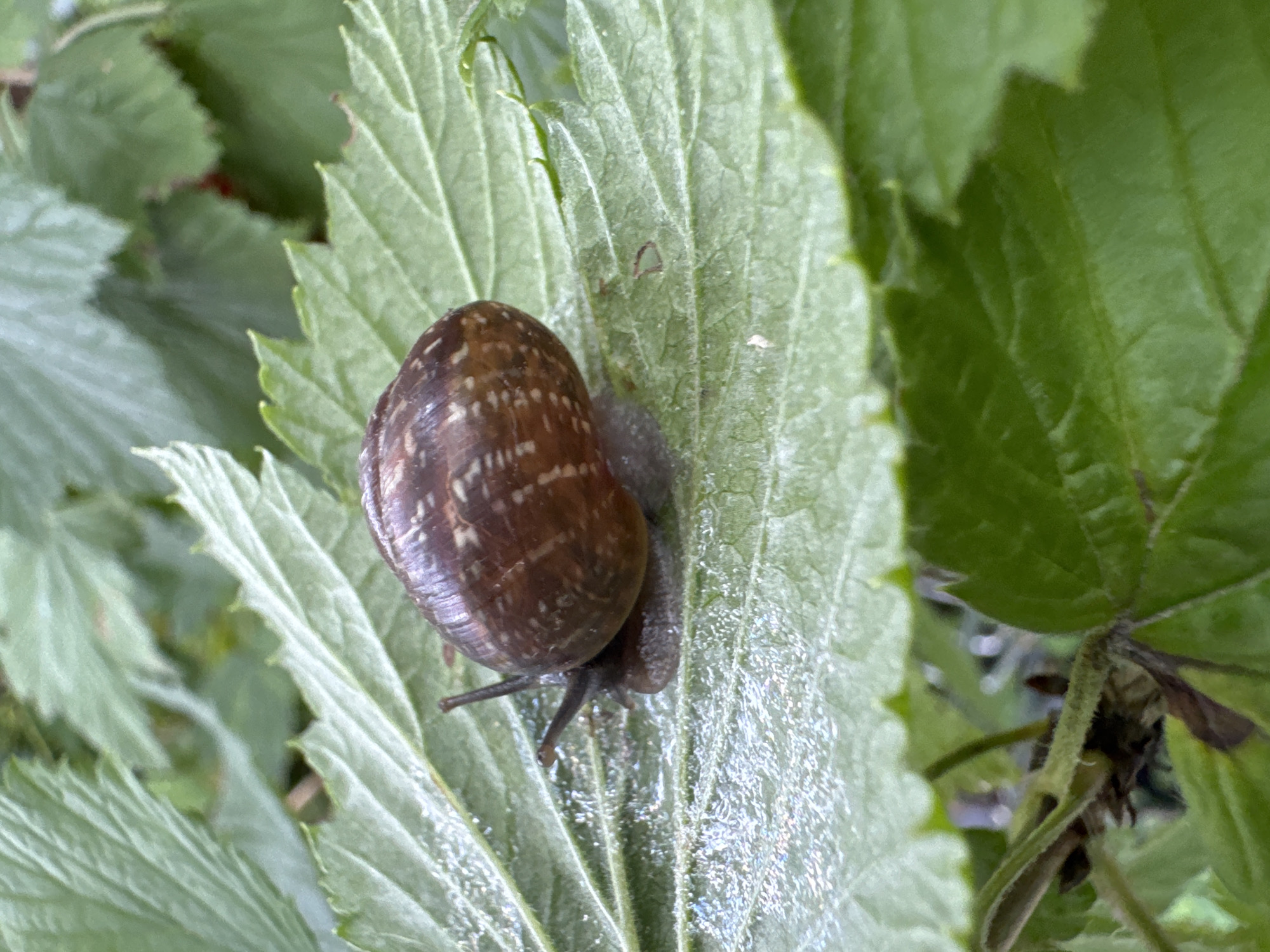 A snail with a brown, patterned shell is positioned on a green leaf. The snail is in focus, with its body and one of its eye stalks visible. The leaf has serrated edges and a slightly textured surface, with some faint white specks, possibly dew or dust. The background consists of blurred green leaves, suggesting an outdoor, natural setting. The location is identified as the city of Dubna, Russia.
