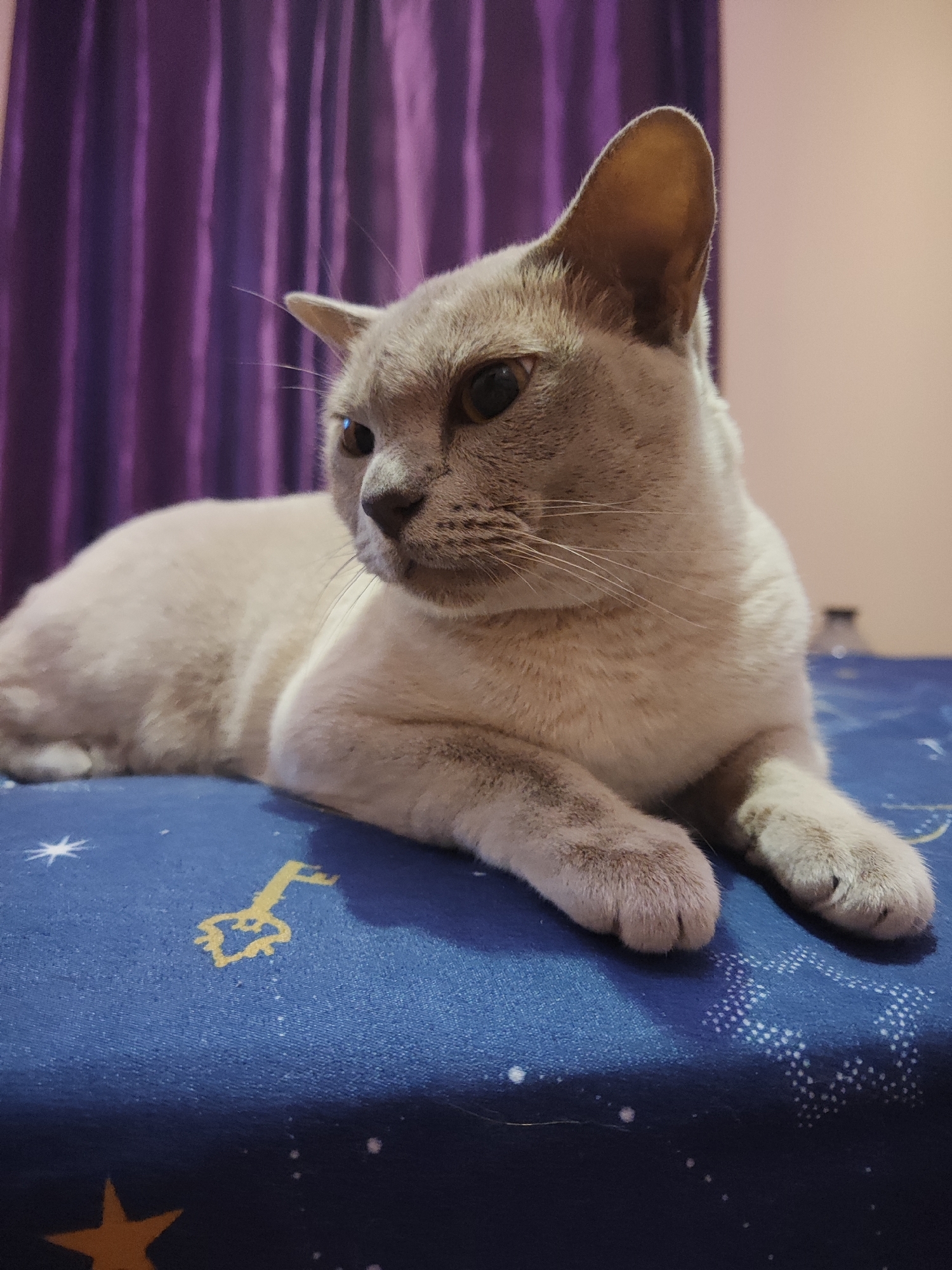 A light-colored cat with large ears is lying on a blue surface with a pattern of stars and a golden key. The cat is facing to the left, with its head turned slightly towards the viewer. Its fur is light brown with darker markings on its face and paws. The background consists of a purple curtain and a pale wall. The image appears to have been taken indoors, possibly in a residential setting.