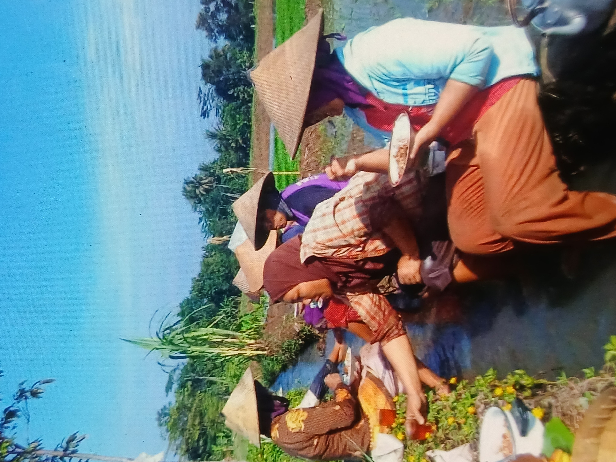 In Setia Bakti, Indonesia, a group of individuals wearing conical hats and headscarves are gathered in a water channel, likely a rice paddy irrigation ditch, for a meal. The scene is set outdoors under a clear blue sky with lush green vegetation in the background, including tall stalks of what appears to be sugarcane. Several people are seated in the shallow water, engaging in eating and conversation. One person in the foreground, wearing a red headscarf and a plaid shirt, is looking to the right, holding a white bowl with food. To their left, another individual in a brown patterned top and headscarf is also holding food and a plate. The water channel is lined with green plants bearing small yellow flowers. The overall atmosphere suggests a communal mealbreak during agricultural work in a rural Indonesian setting.