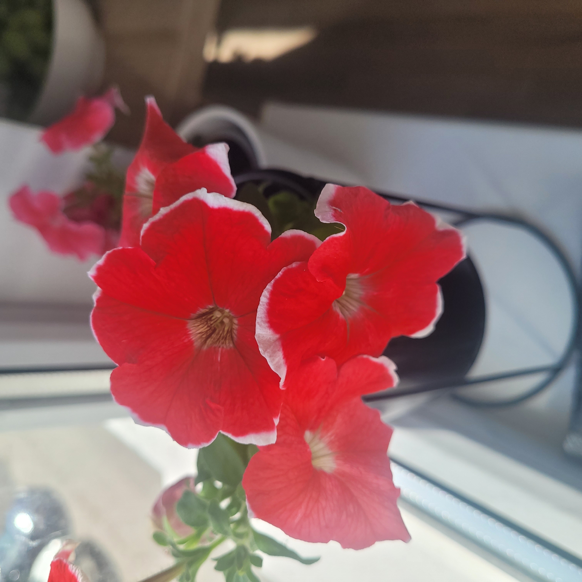 The image shows a close-up of several red petunia flowers with white-edged petals, arranged in a black planter. The planter is sitting on a windowsill. In the background, out of focus, is a white pot containing green foliage, and a blurred reflection in the window. The setting appears to be indoors, likely a residential area, possibly in Jūrmala, Latvia, given the context. The lighting suggests it is daytime. There are no people or animals visible in the frame.