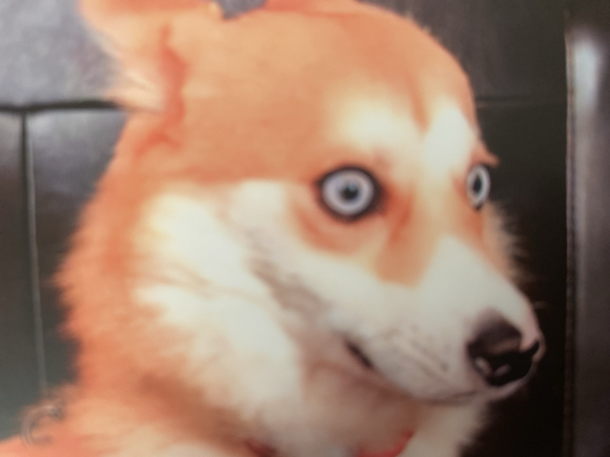 This vertically oriented, close-up image features the head of a domestic canine, consistent with a Pembroke Welsh Corgi or similar breed, positioned on a dark, textured surface. The dog's head is rotated approximately 90 degrees counter-clockwise, with its muzzle oriented towards the lower-left of the frame.
The animal exhibits orange-tan fur on the top of its head and ears, transitioning to white fur on its muzzle, chest, and a prominent stripe between its eyes. Its most striking feature is its two round eyes, which display distinct blue irises and dark, dilated pupils. The dog's left eye (viewer's left) is in sharper focus and more clearly visible, while its right eye is partially obscured and softer. A black nose is partially visible at the lower-left, adjacent to the dog's mouth area. Both triangular ears are erect and covered in orange-tan fur, with the right ear (viewer's right) positioned towards the top-right corner. The dog maintains a direct gaze towards the viewer, appearing alert and curious.
The background consists of an undifferentiated dark, textured material, likely fabric, suggesting an indoor setting such as a sofa or bed. The entire image has a soft focus, with the dog's left eye being the most defined element. The specific city or precise location is not ascertainable from the visual data provided.