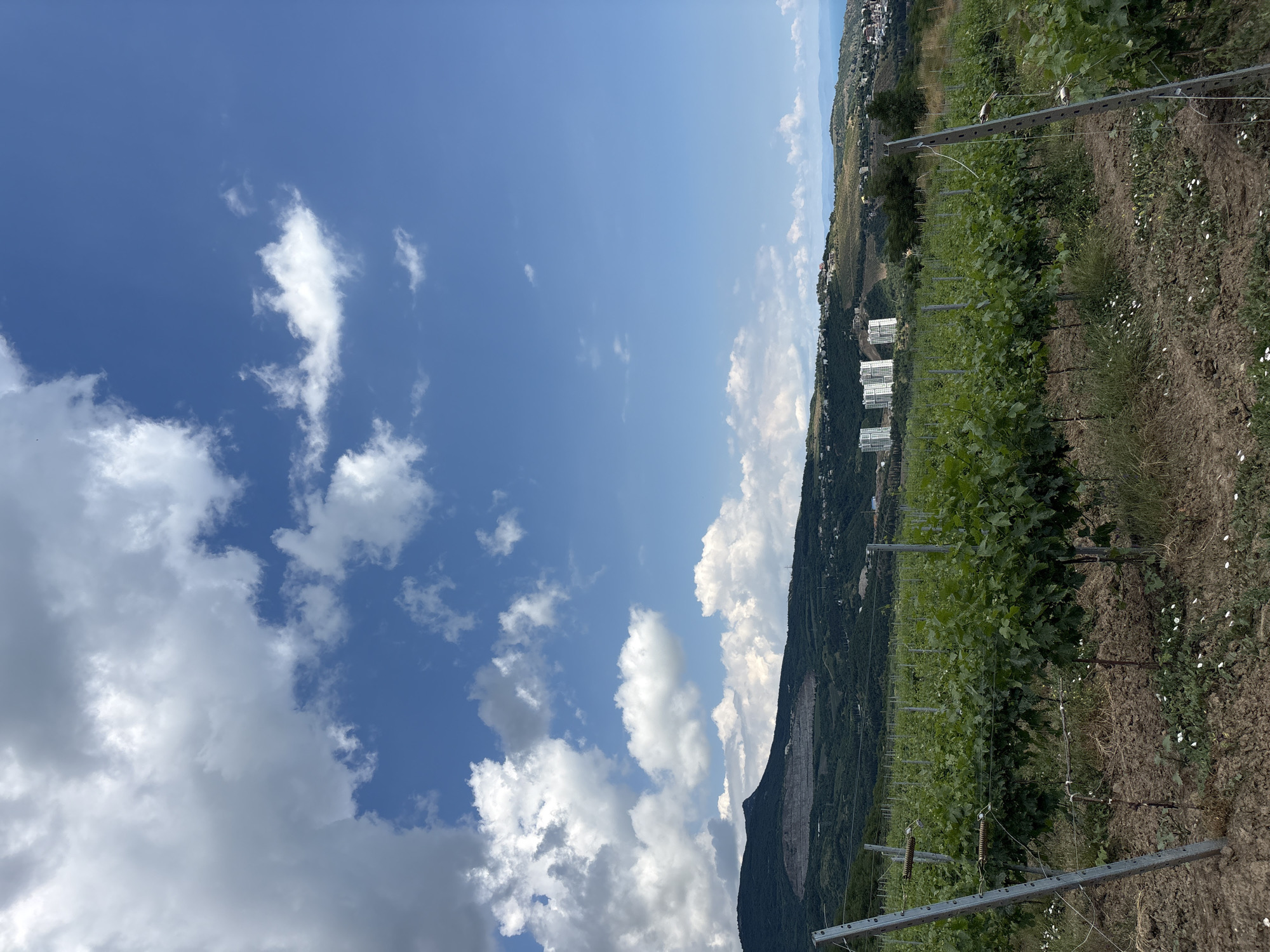 The image depicts a vineyard in the city of Chaika, Ukraine. In the foreground, rows of grapevines stretch across the frame, supported by metal posts and wires. The vines are lush and green, with dense foliage. The ground beneath the vines is a mix of dry soil and sparse grass, with a few small white flowers scattered throughout. In the middle ground, a mountainous landscape rises, covered in dark green trees and vegetation. On the slopes of the mountains, several modern white buildings are visible, resembling apartment complexes. Further in the distance, the terrain slopes down towards a body of water, likely the Black Sea, with a coastal town or village nestled along the shoreline. The sky above is a bright blue, dotted with scattered white clouds, some of which are large and cumulus. The overall scene conveys a sense of rural tranquility with hints of modern development.