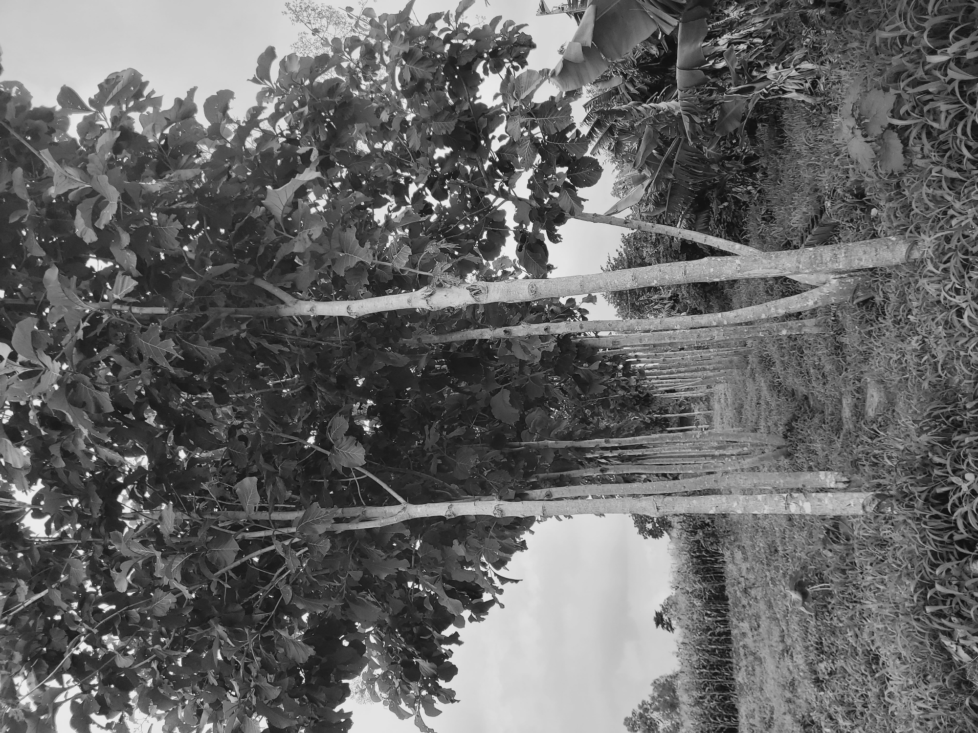 This grayscale image depicts a dense agricultural landscape, likely a plantation, under an overcast sky in Bukuru, Nigeria. The scene is dominated by several rows of tall, slender trees with prominent, light-colored trunks and abundant dark foliage. These trees appear to be young, possibly teak, given their large, broad leaves which form a thick canopy on the left side of the frame and extend into the distance.
The main row of trees runs diagonally from the bottom-left foreground towards the midground on the right, creating a sense of depth and order. Behind this initial row, several other parallel rows of similar trees recede into the background. To the right of these tree rows, there is an expanse of thick, lower-lying vegetation, characterized by intricate, wavy leaf patterns, possibly another type of crop. Further in the far background, on the right, larger, broader leaves are visible, suggesting the presence of banana plants.
The sky, visible through gaps in the tree canopies and above the distant vegetation, is bright and uniformly light, indicating an overcast daytime. No human activity is visible, and the scene is tranquil, focusing entirely on the natural environment and cultivated land. There is no visible text in the image.