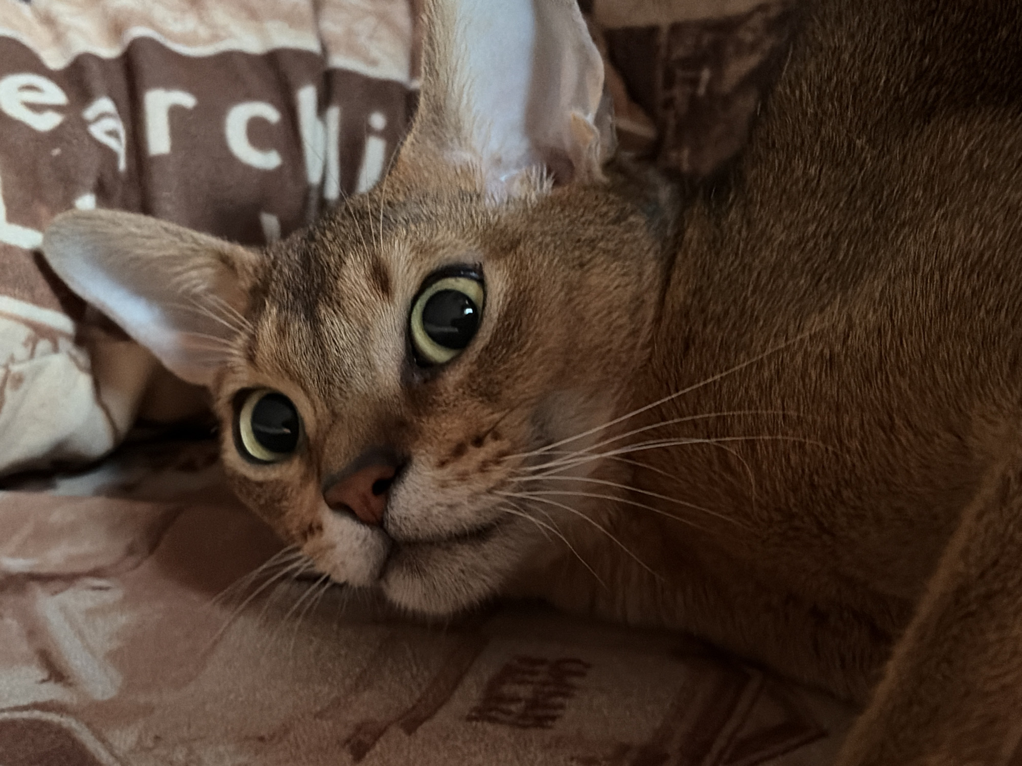A close-up shot depicts an Abyssinian cat with prominent ears, wide green eyes, and a reddish-brown coat. The cat is lying on a patterned surface, possibly a bedspread or blanket, with indistinct letters or designs visible in the background. The scene's location is indeterminate. No other people, subjects, or interactions are discernible in this static image.