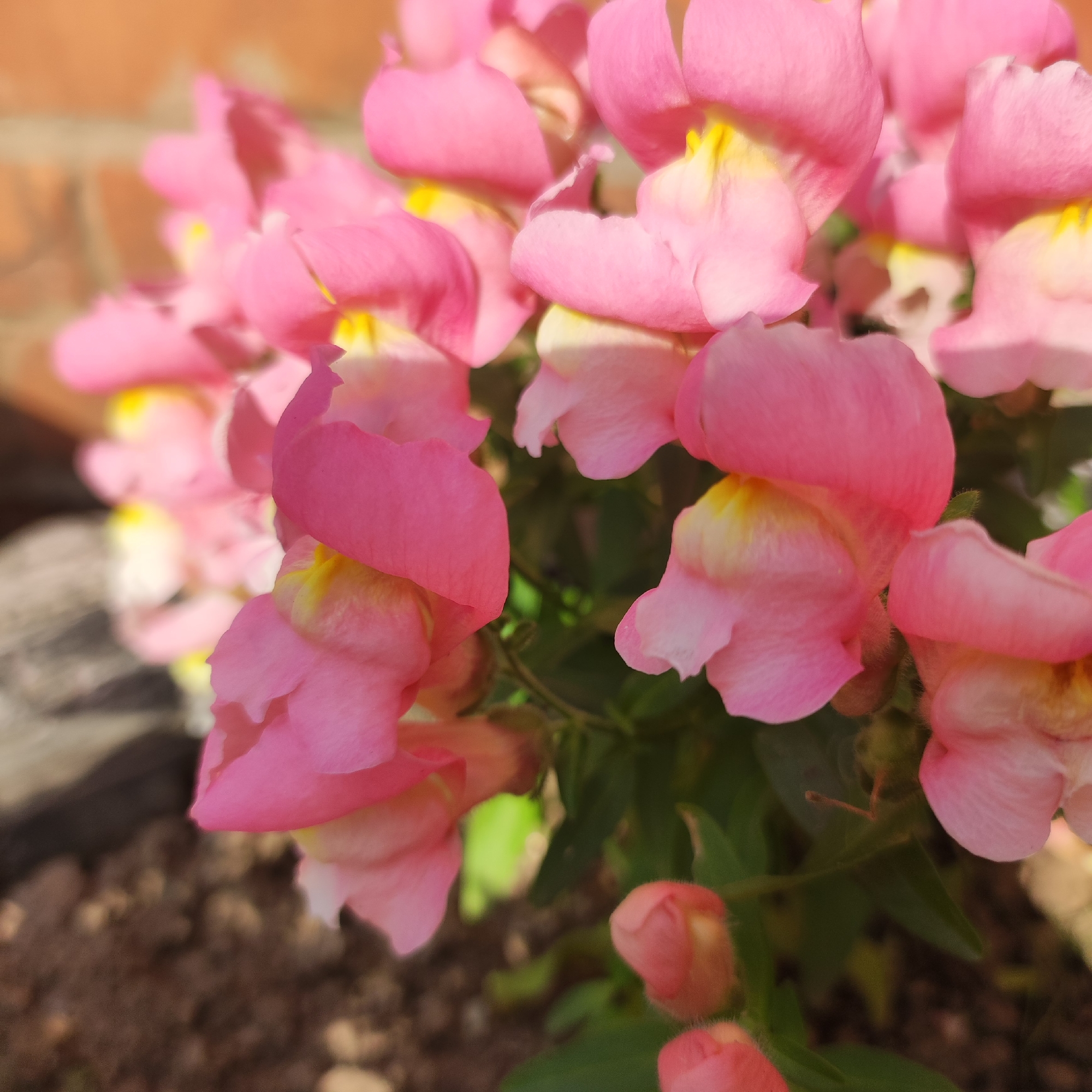This media file is a close-up, eye-level shot of pink snapdragon flowers in bloom. The flowers have a delicate, slightly fuzzy texture and a prominent yellow center. They are arranged in a cluster, with some flowers fully open and others still in bud. The background is blurred, but hints of a red brick wall and dark soil can be discerned, suggesting an outdoor garden setting. The lighting suggests it is daytime, possibly morning or afternoon, with soft sunlight illuminating the petals. The focus is tightly on the flowers, creating a shallow depth of field that emphasizes their vibrant color and intricate details. There is no visible text in the image. The overall mood is serene and natural, highlighting the beauty of the blooming flowers. The location context of Navoloki, Russia, provides a general geographical setting for this outdoor scene.