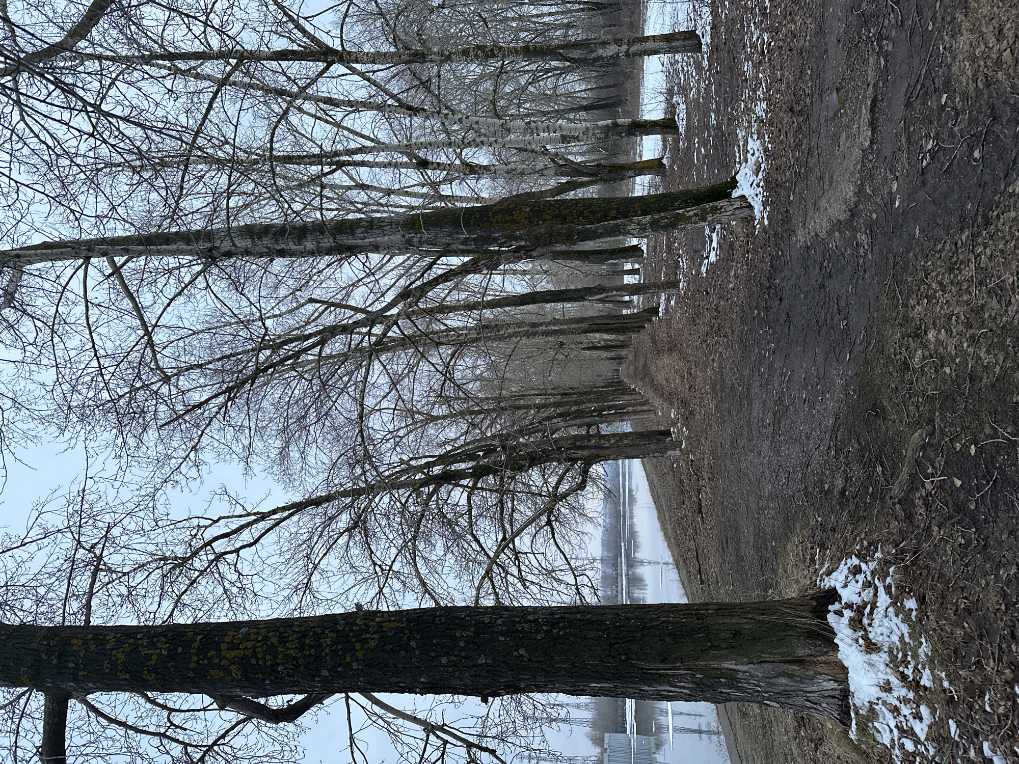 The image depicts a tree-lined path in the city of Chaikovsky, Russia, in winter or early spring. The trees are bare of leaves, with visible branches. The ground is covered in dirt, dead leaves, and patches of snow. The path is narrow and appears to be unpaved. In the background, a body of water is visible, likely a river or a lake, with some indistinct structures on the opposite shore. The sky is overcast and grey. There are no people visible in the scene. The focus is on the natural landscape, with the trees being the primary subject. The scene suggests a cold or transitional season.