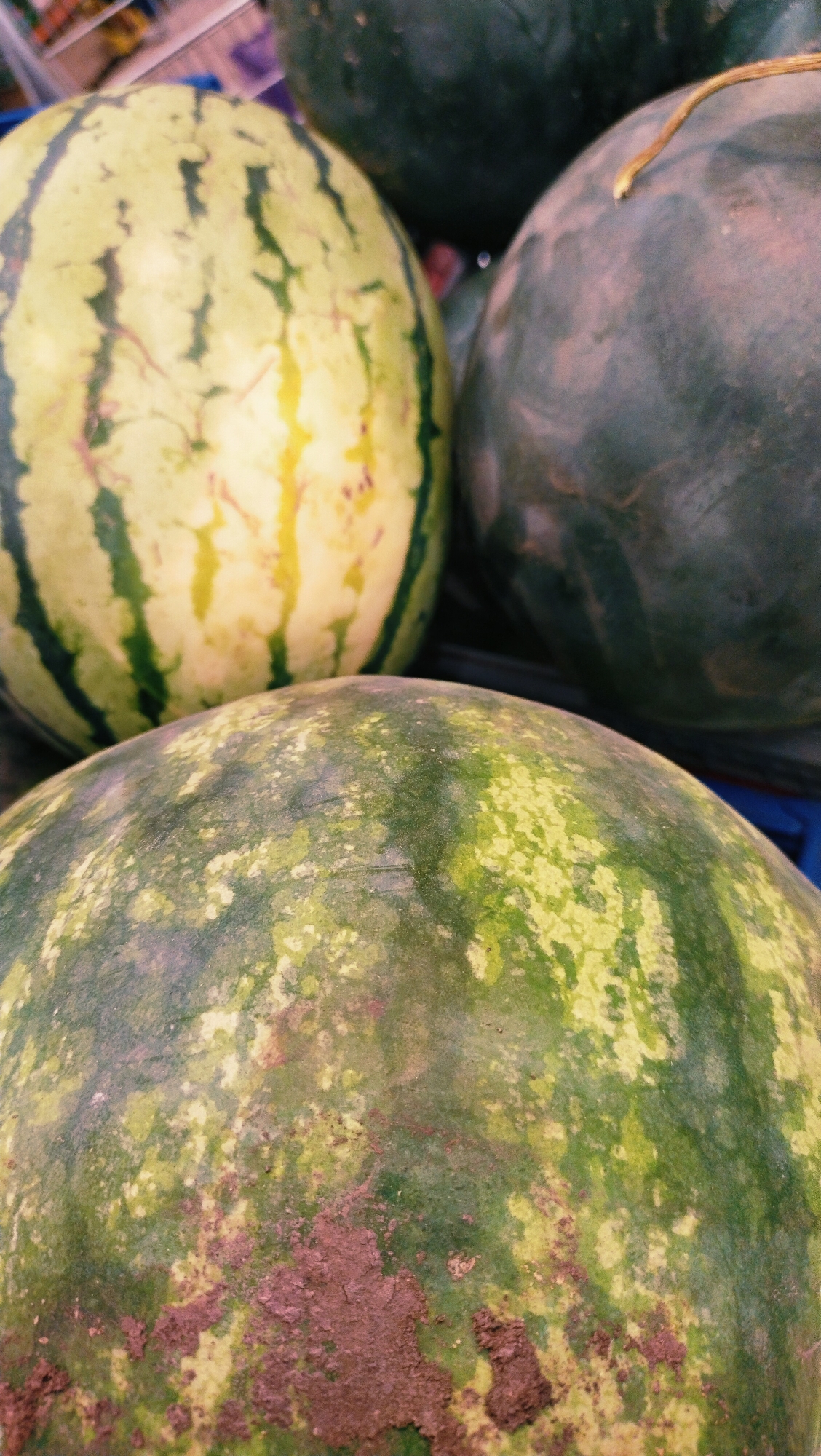 A close-up, high-angle, medium shot captures a pile of watermelons, one of which is in the foreground. The watermelon in the foreground has a mottled green and yellow rind with patches of brown dirt. Behind it, a striped watermelon with alternating dark green and pale yellow bands is visible. Another dark green watermelon is to the right, and a sliver of a fourth dark green watermelon is in the upper background. The watermelons are piled on a dark surface, possibly a display in a market. The lighting is dim, and the image has a slightly desaturated, grainy quality. The scene is set in an indoor location, likely a grocery store or market, given the visible shelving in the upper left corner.