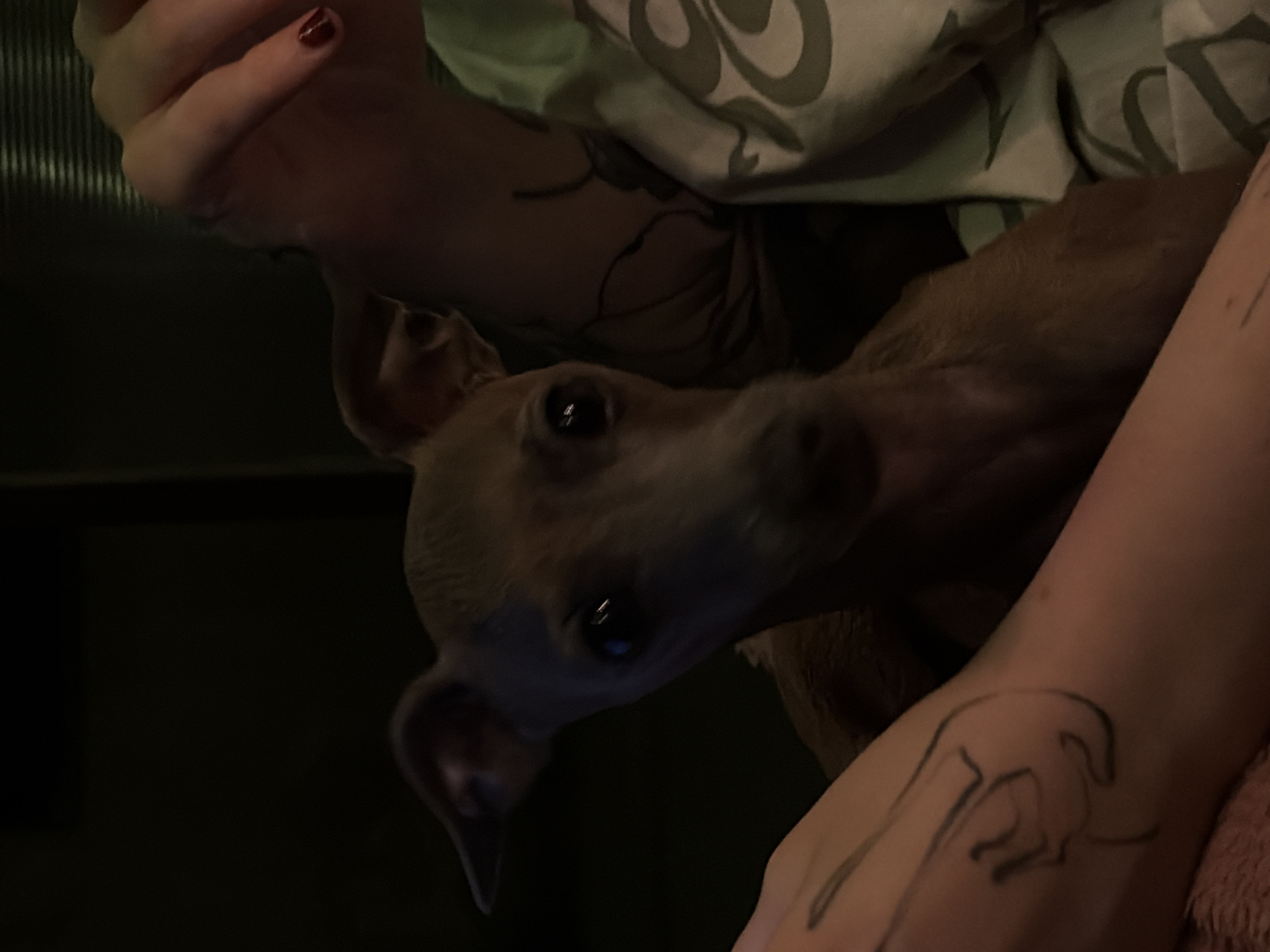 The image shows a close-up of a dog being held by a person. The dog is a light brown Italian Greyhound with large ears and dark eyes, looking directly at the camera. The dog appears to be held on a person's lap or chest. The person's arm, with a tattoo of a stylized figure, is visible in the foreground on the left. The person's other arm, also with tattoos, is visible on the right, and their hand with red nail polish is also visible. The background is dark, with some textured surface on the upper right, possibly a wall or furniture. The person is wearing a patterned shirt or blanket. The setting appears to be indoors, in a dimly lit environment. There is no identifiable information about the location in the city of Zvezdara Urban Municipality, Serbia.