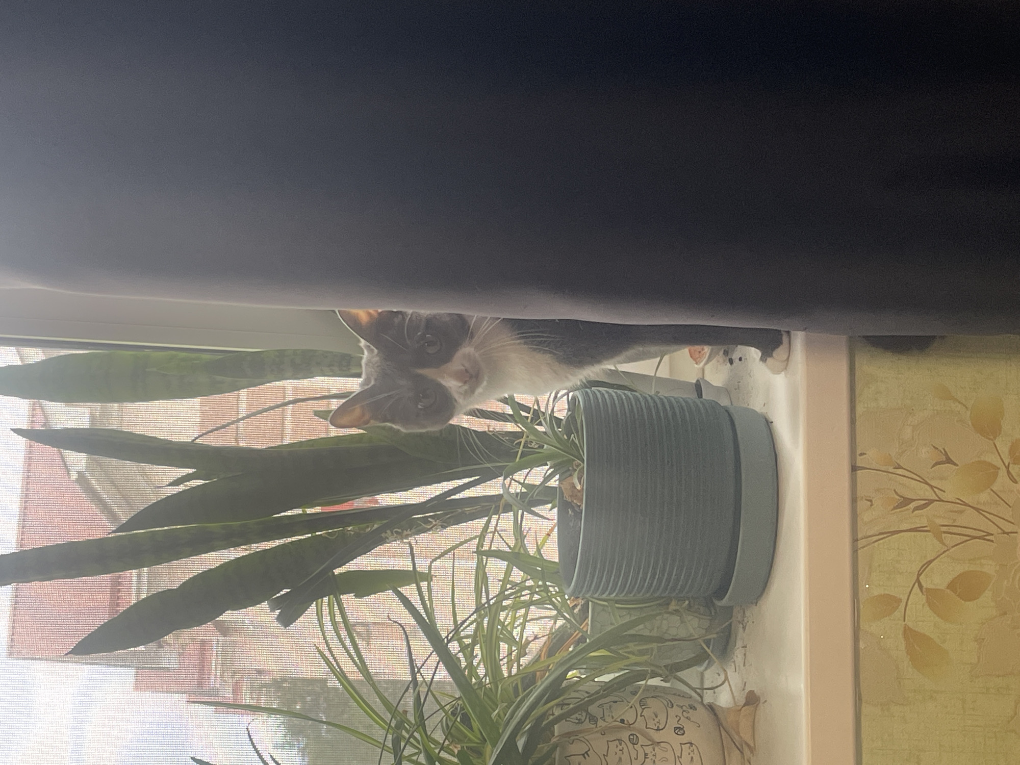 A grey and white cat peeks from behind a dark curtain on a windowsill. The cat is positioned to the right of several potted plants. The windowsill appears to be located in an apartment in Podstepki, Russia. Through the window, a building with red brick is visible. The environment is indoors, with soft lighting.