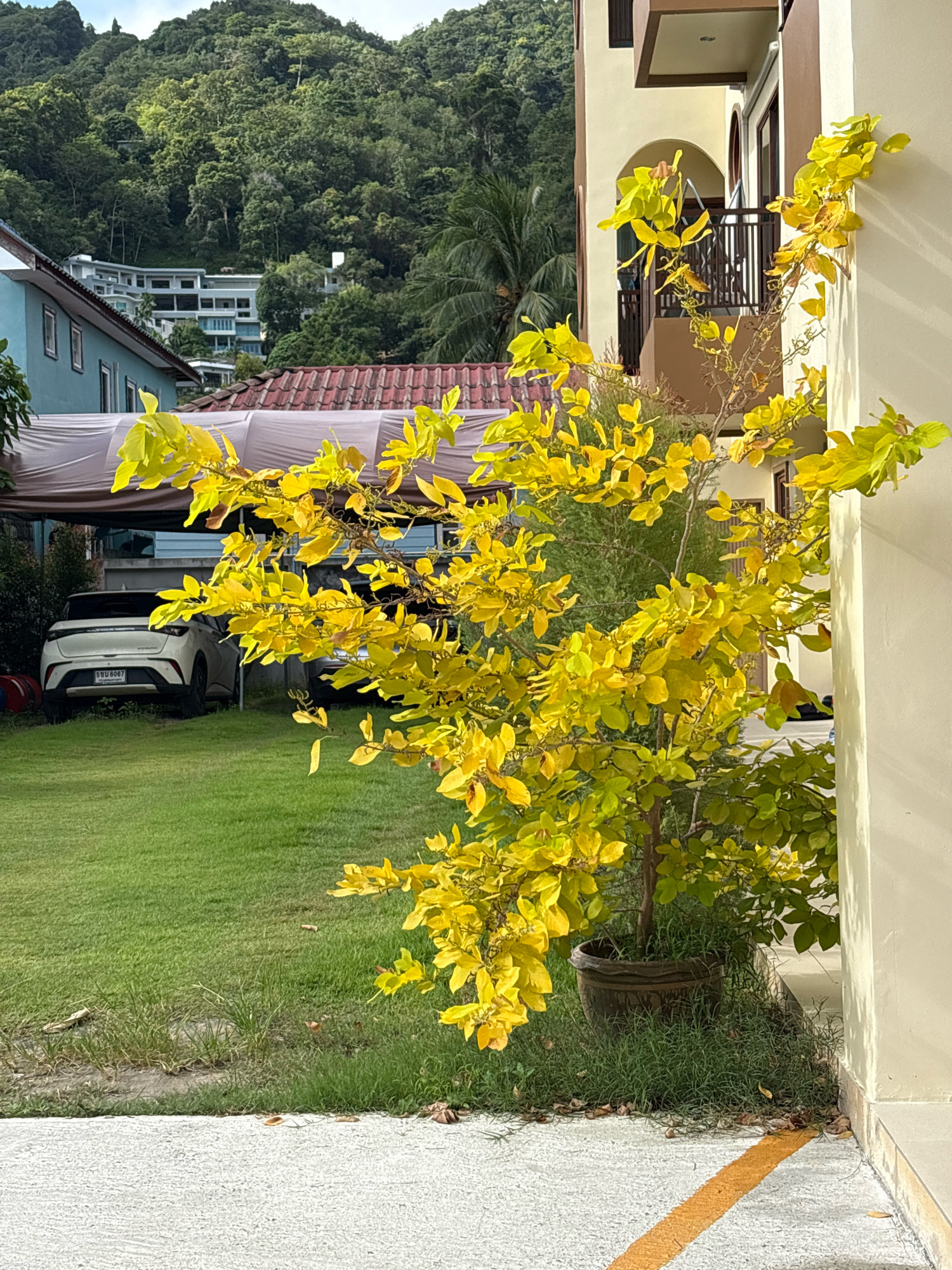 In Choeng Thale, Thailand, a bright yellow-leafed tree in a brown pot is in the foreground, casting shadows on a beige building wall to its right. Beyond the tree, a neatly mowed green lawn slopes gently, bordered by a light gray concrete path with a yellow line. A white car with a Thai license plate is parked under a brown tarp structure to the left, next to a light blue house with a red-tiled roof. In the background, a lush green hillside densely covered with trees rises towards a bright, overcast sky, with a multi-story modern building visible nestled within the foliage. The scene is tranquil, with no people present.