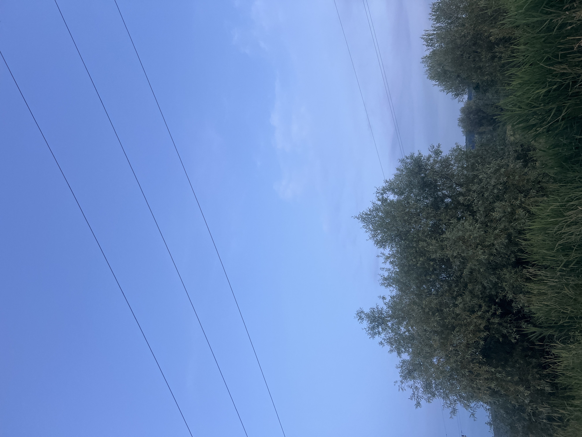 The image shows a serene natural landscape at dusk in Bârnova, Romania. The sky is a pale blue with wispy clouds, suggesting the transition from day to night. Three parallel power lines stretch across the upper portion of the frame, a man-made element contrasting with the natural surroundings. Below the sky, a dense growth of lush green trees and tall grass occupies the mid-ground and foreground, creating a sense of abundance and tranquility. The vegetation appears healthy and vibrant, indicating a favorable environment. The lighting suggests that it is twilight, with the sun having recently set or about to rise, casting a soft, diffused light over the scene. There are no people or animals visible in the image, emphasizing the peaceful and undisturbed nature of the location. The overall atmosphere is one of quietude and natural beauty.