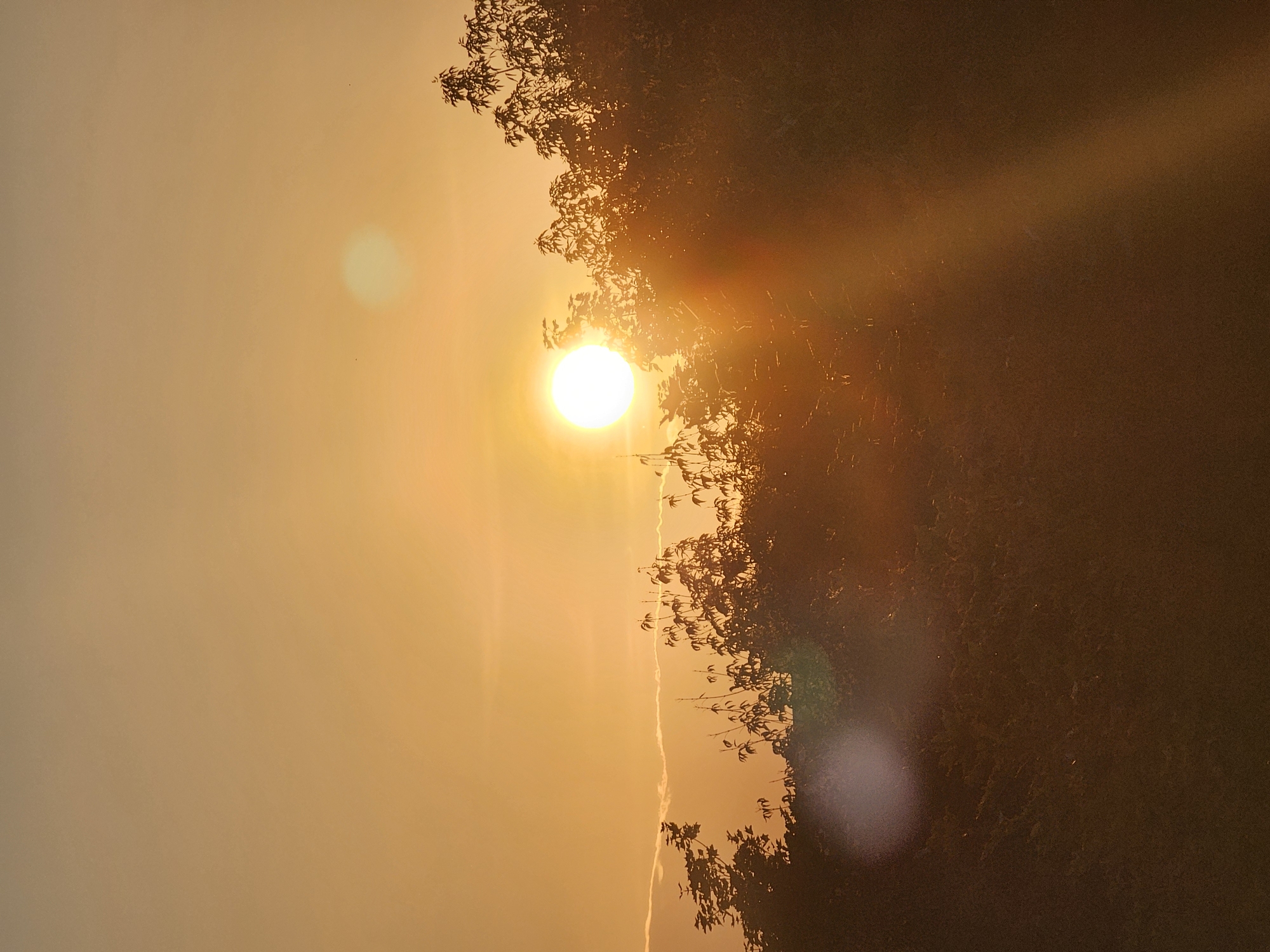 The image depicts a sunset over a wooded area, likely on the outskirts of a city. The sun is a bright, luminous orb positioned in the upper center of the frame, casting a warm, golden light that bathes the entire scene in an orangey-yellow hue. Rays of sunlight are visible, radiating outwards, with a prominent beam cutting diagonally across the right side of the image. Silhouetted against the bright sky are the tops of trees and foliage, their branches and leaves appearing dark and indistinct. A thin, wispy cloud stretches horizontally across the middle ground. In the foreground, the lower portion of the image is a dark, shadowed mass, suggesting denser vegetation or terrain. There are no visible people or man-made structures, apart from a subtle lens flare in the lower left quadrant, which may indicate the presence of a camera. The environment appears natural, with the focus on the atmospheric effects of the setting sun. The location in Khimki, Russia, is a detail provided externally, as the image itself does not contain any explicit geographical markers.