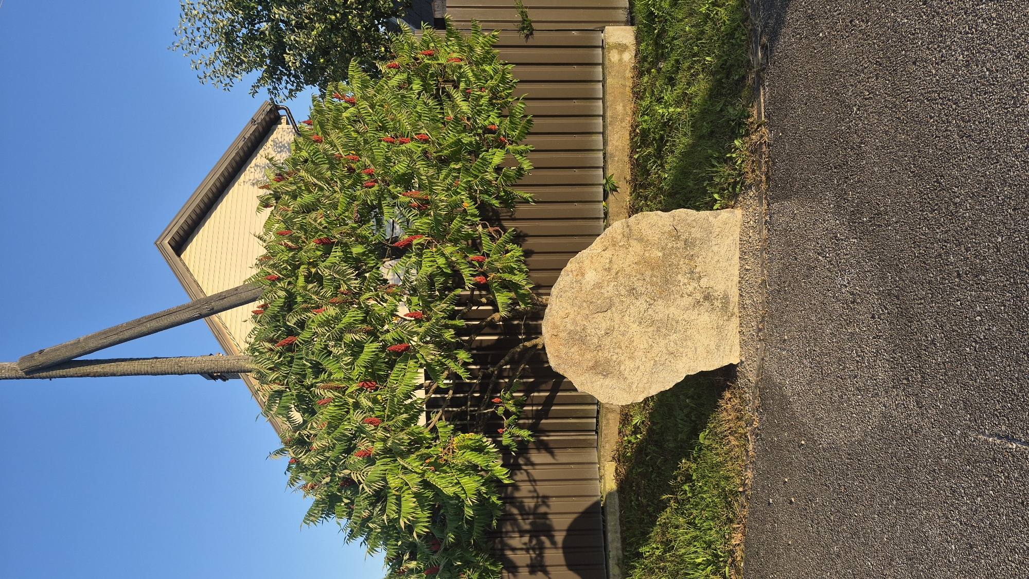 The image shows a sumac tree with red seed clusters in front of a brown corrugated metal fence. A large, light-colored boulder is placed in front of the tree. Behind the fence, a light-colored house with a brown roof is visible, and a wooden utility pole with two diagonal beams stands to the left of the house. The ground in the foreground is paved with asphalt, and to the right of the boulder, there is a strip of green grass. The sky is clear and blue. The overall scene suggests an outdoor setting, likely in a residential area. The location is identified as Krauja, Latvia.