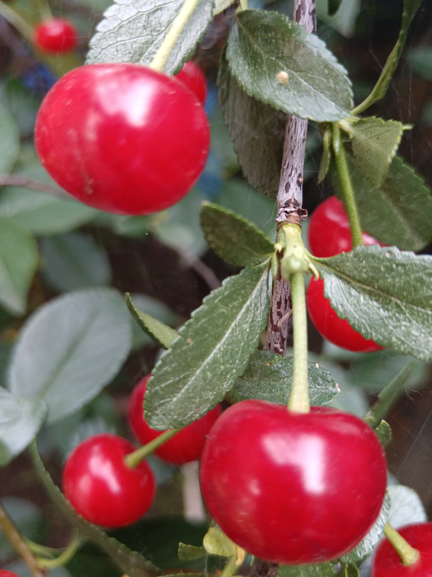 A close-up, shallow depth-of-field photograph shows several bright red cherries on a branch. The cherries are round and glossy, with small stems. Green leaves are visible in the background, out of focus. A thin, twig-like branch with a rough texture runs vertically through the center of the image. There are faint cobwebs visible between the leaves and branches. The image does not contain any indications of a city, urban environment, or specific location.