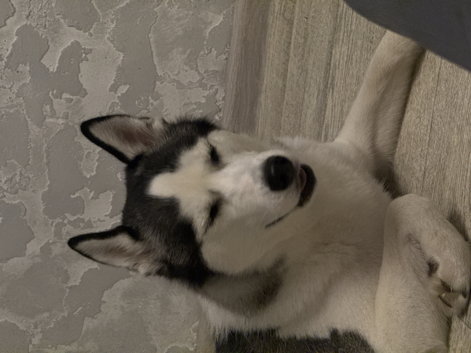 A black and white husky dog is depicted lying on its back, positioned diagonally across the frame. Its head is to the left, resting against a textured wall, while its body extends towards the right onto a wooden floor. The dog appears to be relaxed or asleep, with its eyes mostly closed and a small portion of its pink tongue visible, slightly protruding from its mouth. Its front paws are raised and bent, with one paw visible near its head and another further down its body. The fur is a mix of white, black, and grey markings typical of a husky, with distinct black patches around its ears and eyes. The background on the left is a light grey or beige wall with an irregular, raised texture, possibly stucco or heavily textured wallpaper. On the right, the background is a light brown wooden floor with vertical plank patterns. The lighting suggests an indoor setting, possibly with soft ambient light. There is no visible text. The overall mood conveyed is one of peacefulness and comfort.