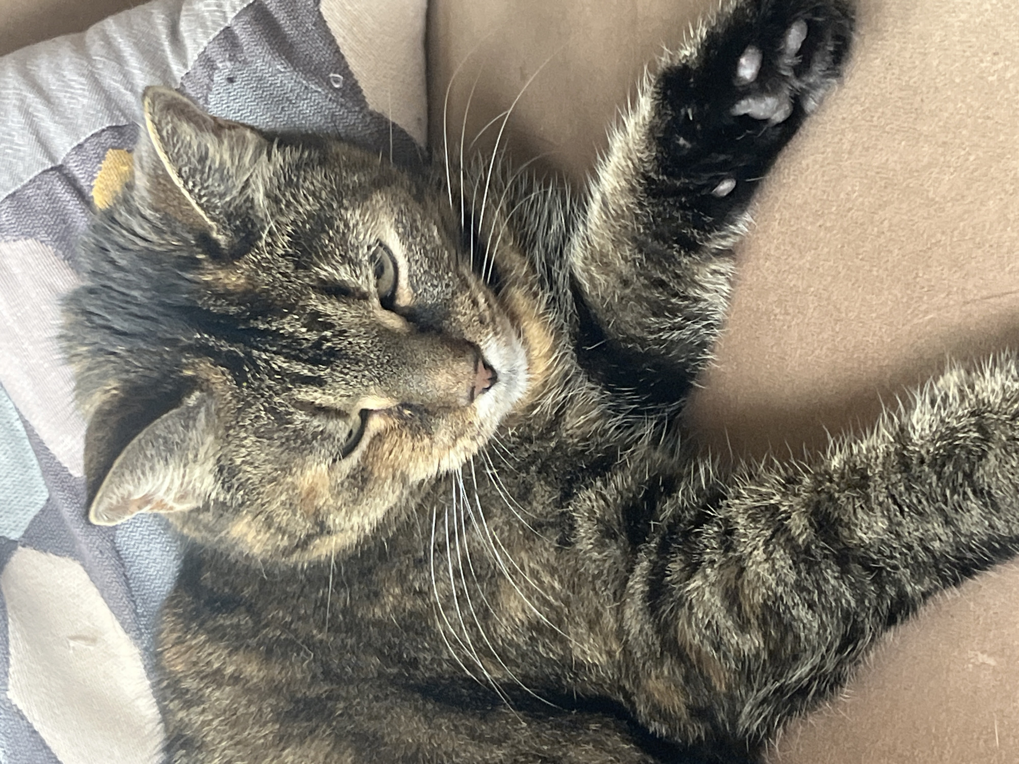 A close-up, eye-level shot captures a domestic tabby cat resting on a textured, neutral-colored surface, likely a couch or bed. The cat is positioned diagonally, facing left with its head slightly lowered and eyes partially closed, conveying a relaxed or sleepy state. Its fur exhibits a complex pattern of brown, black, and orange tabby markings. Prominent white whiskers fan out from its muzzle, and its ears are alert. One of its paws is visible, extended towards the foreground, revealing dark pads with lighter toe beans. The background consists of a patterned pillow, primarily in shades of gray and beige, with subtle geometric designs. The lighting appears natural, casting soft shadows and highlighting the texture of the cat's fur and the surrounding surfaces. The image does not contain any elements that would place it in Vladimirovka, Russia, nor does it depict any people or specific actions beyond the cat's repose.