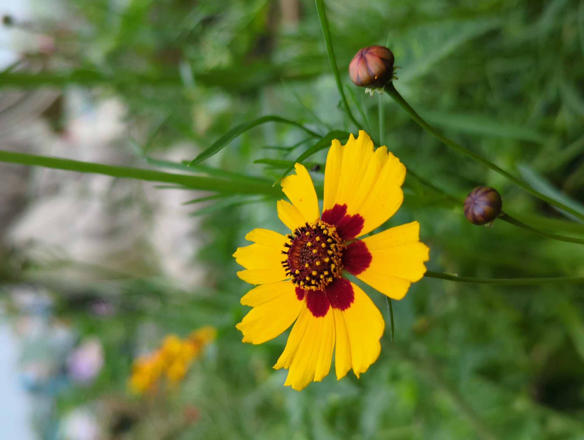 The image shows a close-up of a yellow and burgundy Coreopsis flower with two unopened flower buds, set against a blurry background of green foliage. The location in Shunde District, China is not identifiable from the image.