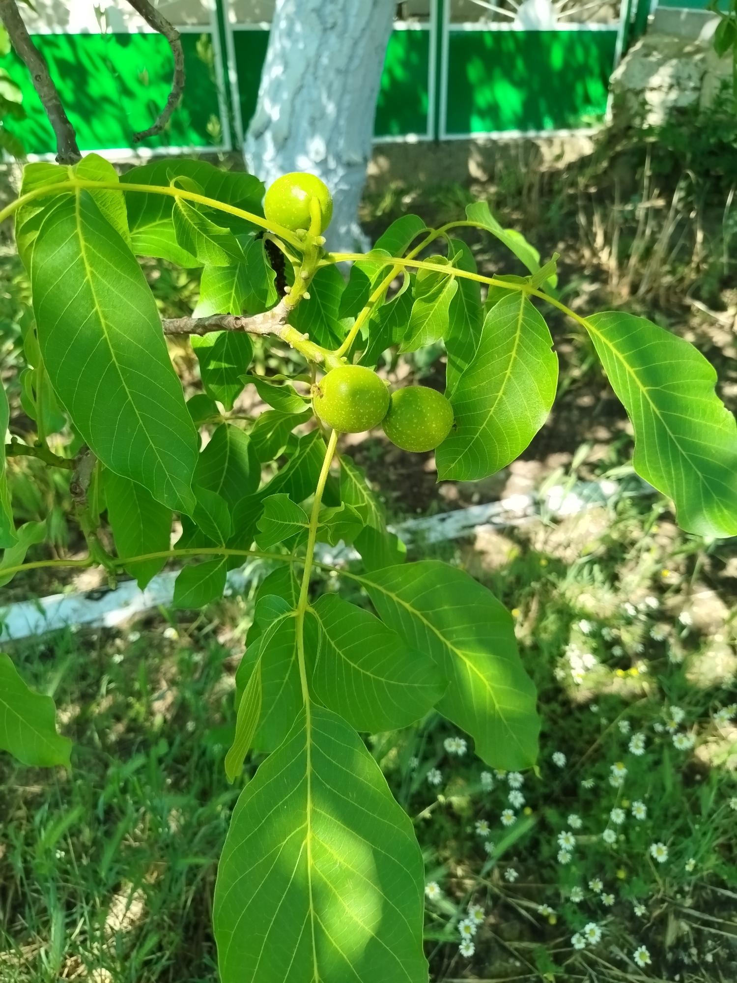 The image displays a close-up view of a walnut tree branch with several unripe green walnuts and large green leaves. The branch is positioned in the foreground, with sunlight casting dappled shadows on the leaves. In the background, a green fence with white trim is visible, along with a whitewashed tree trunk and overgrown grass and small white flowers on the ground. The scene appears to be an outdoor setting, likely a garden or yard, within the city of Ceadîr-Lunga, Moldova. No people are present in the image.