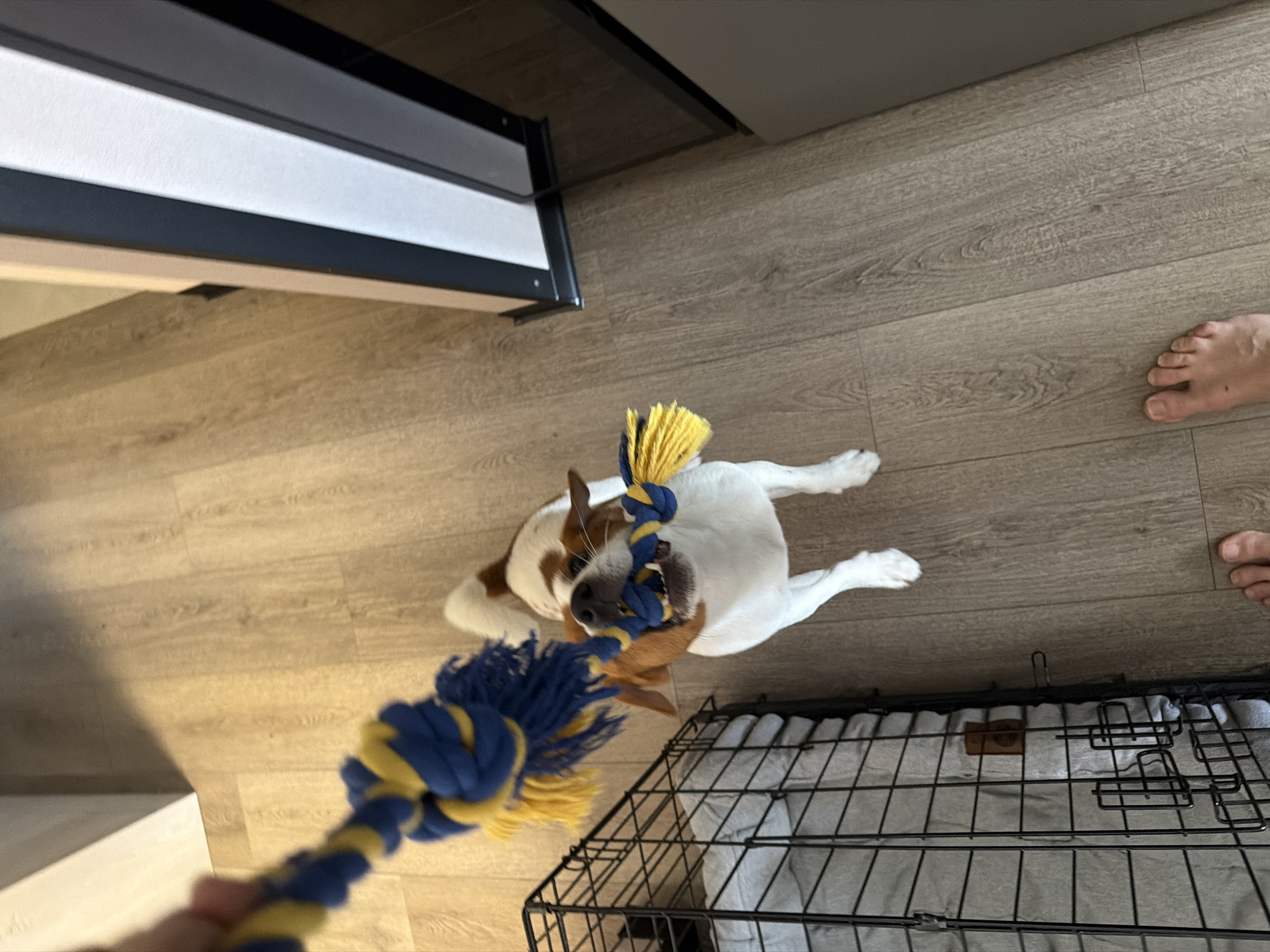A brown and white dog is playing tug-of-war with a blue and yellow rope toy. The dog is positioned in the center of the frame, looking up at the toy. To the left of the dog is a black wire dog crate with a gray blanket inside. The floor is made of light brown laminate wood. In the upper left corner of the image, a person's hand is holding the rope toy. In the lower right corner, a person's bare foot is visible. To the right of the dog is a tall, dark object with vertical white and black stripes. The scene appears to be indoors. No location in Moscow, Russia is specified.