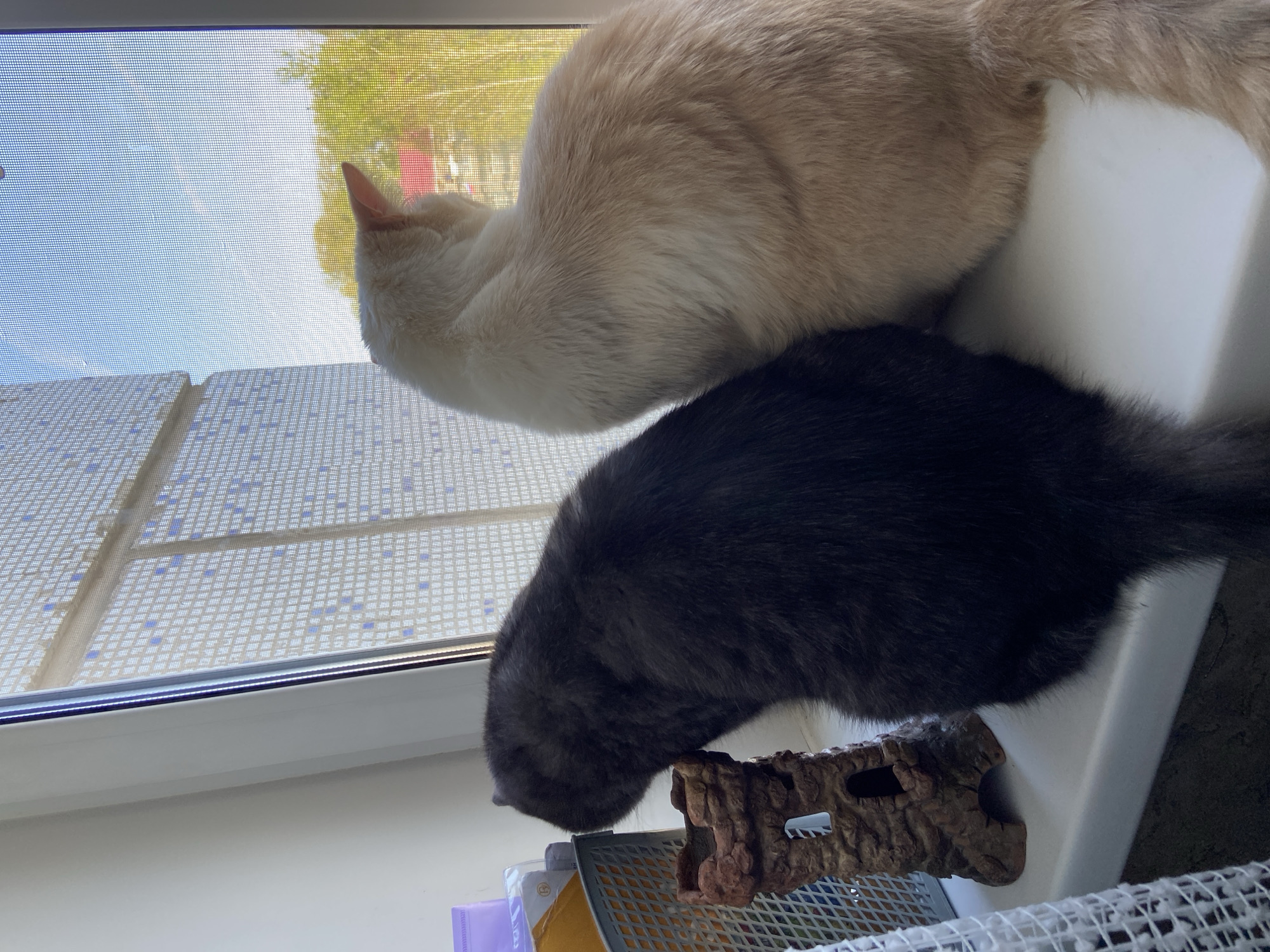 Two cats, one light orange and one dark gray, are on a window sill, likely inside a home. The light orange cat is lying on top of the dark gray cat. The window has a screen. A decorative bark-like object sits below the dark gray cat. There are papers and a wire rack on the window sill. The window looks out to trees and the sky. This scene takes place in an unknown location; there is no information to confirm the city of Chaikovsky, Russia.