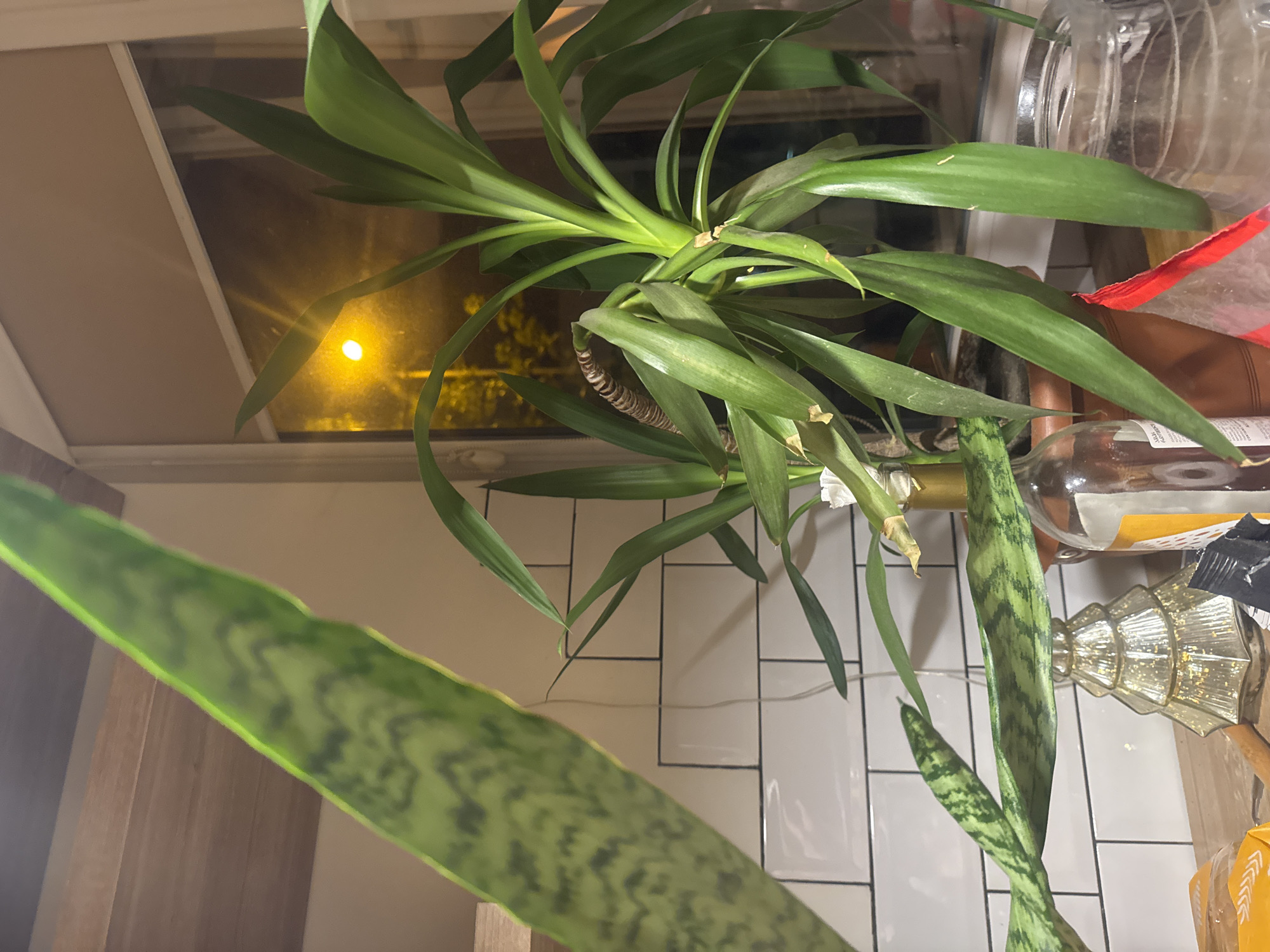 The image shows a plant with long, broad green leaves, potentially a yucca, positioned near a window. Another plant, characterized by patterned green and yellow leaves, resembling a snake plant, is also present. The background includes a grid of white square tiles, likely a backsplash in a kitchen or bathroom. Additional details in the background reveal a window showing a street scene at night. The presence of bottles and a decorative gold-colored object suggest an indoor setting, possibly a kitchen counter. Given the instructions, it is impossible to determine the location is Tbilisi, Georgia.