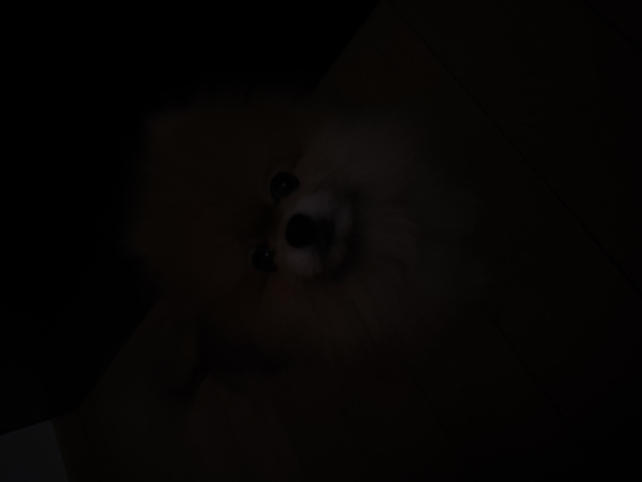 A fluffy, light-brown Pomeranian dog is barely visible in near-total darkness. Its black nose and dark eyes are the most discernible features, positioned at the center of the image. The dog is looking up towards the camera. The background is undifferentiated and extremely dark, with faint hints of a surface or floor in the lower portions of the frame.